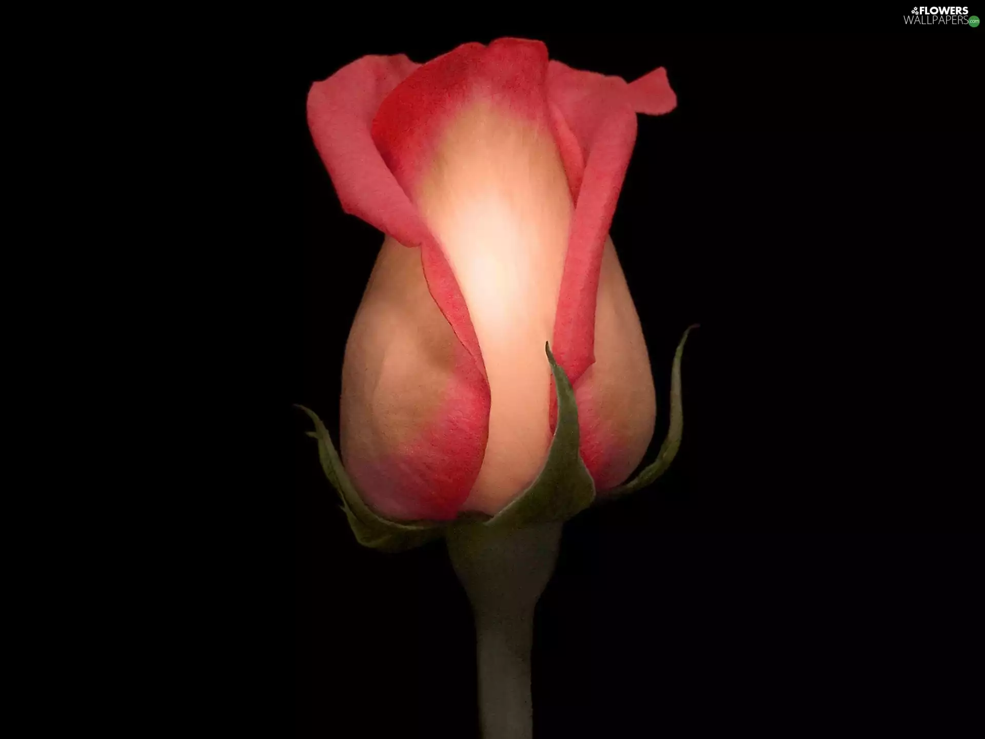 rose, bud, pink