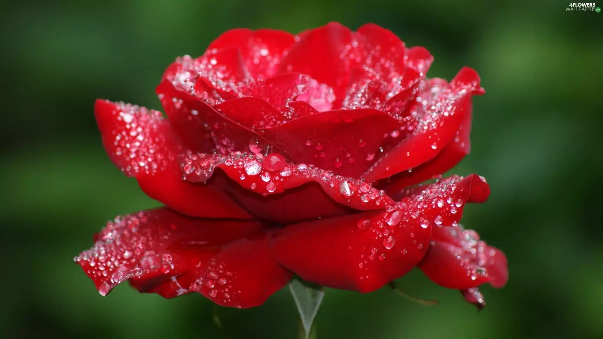 droplets, red hot, rose