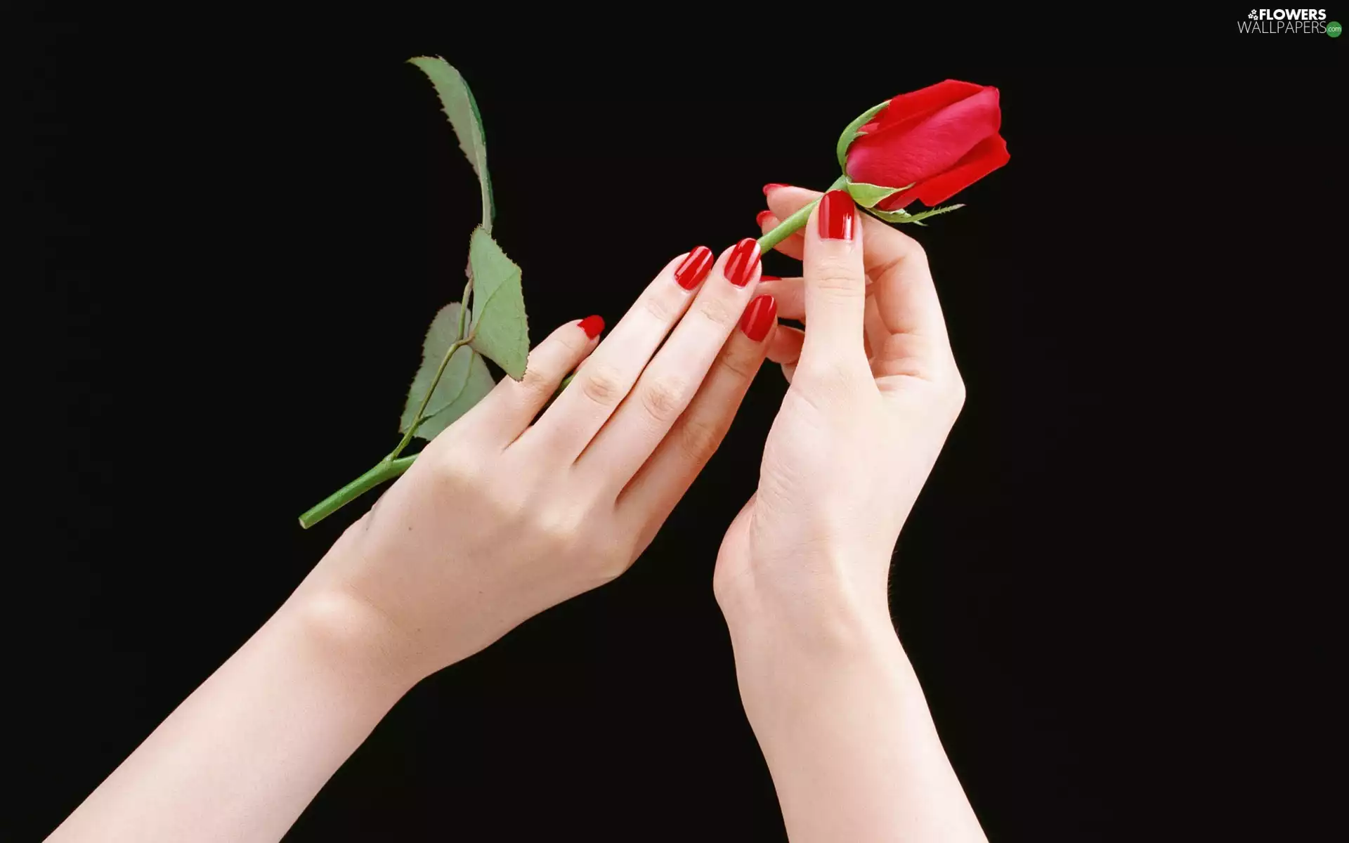 hands, red hot, rose