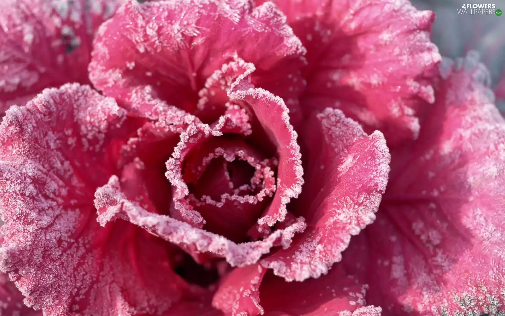 winter, A snow-covered, rose