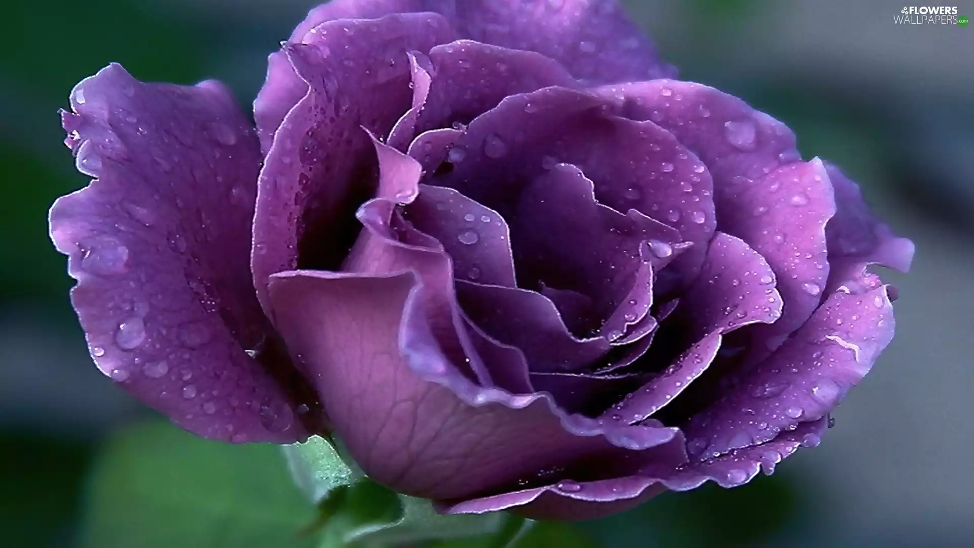 Violet, rose