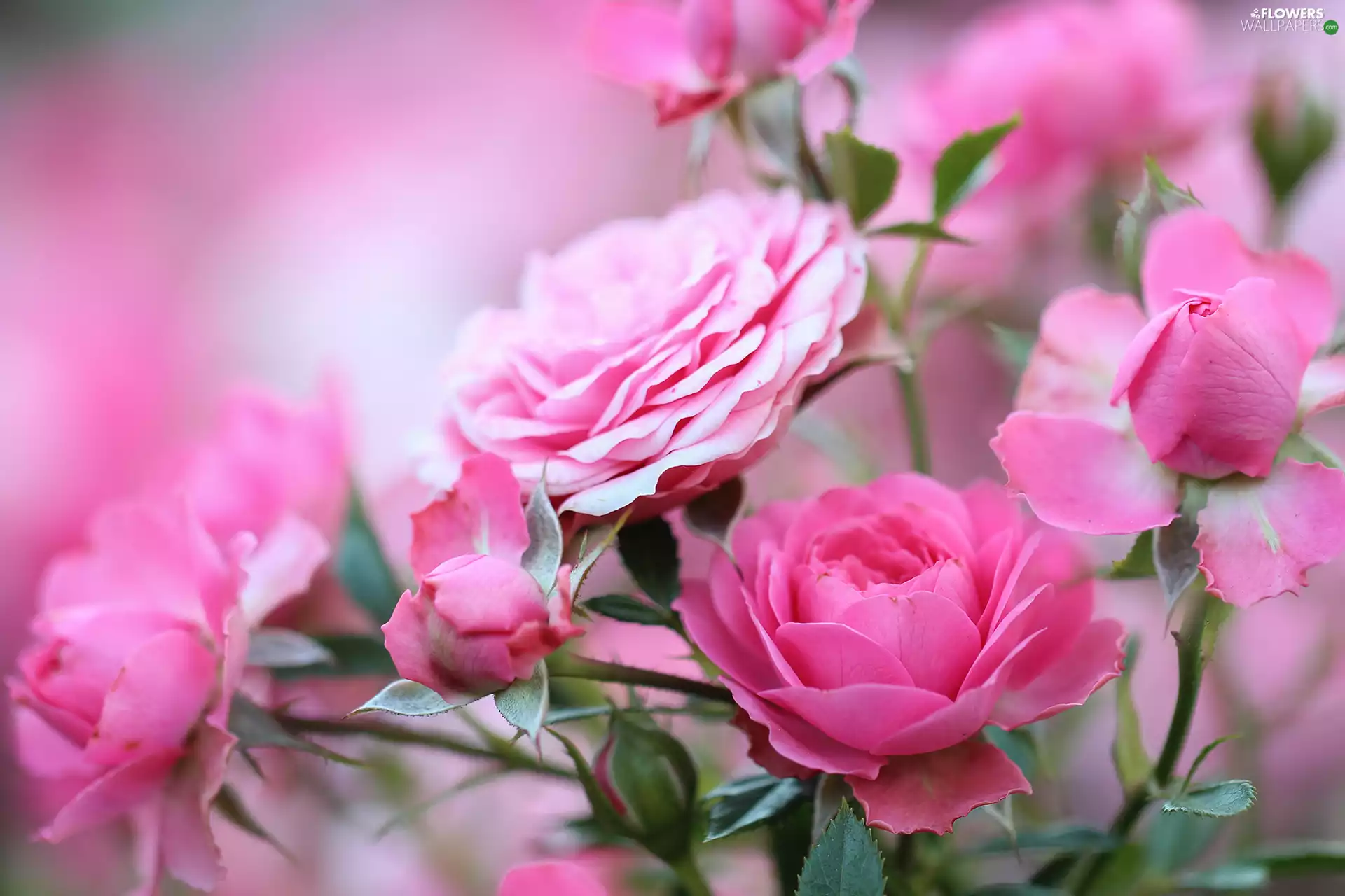 roses, Pink, developed