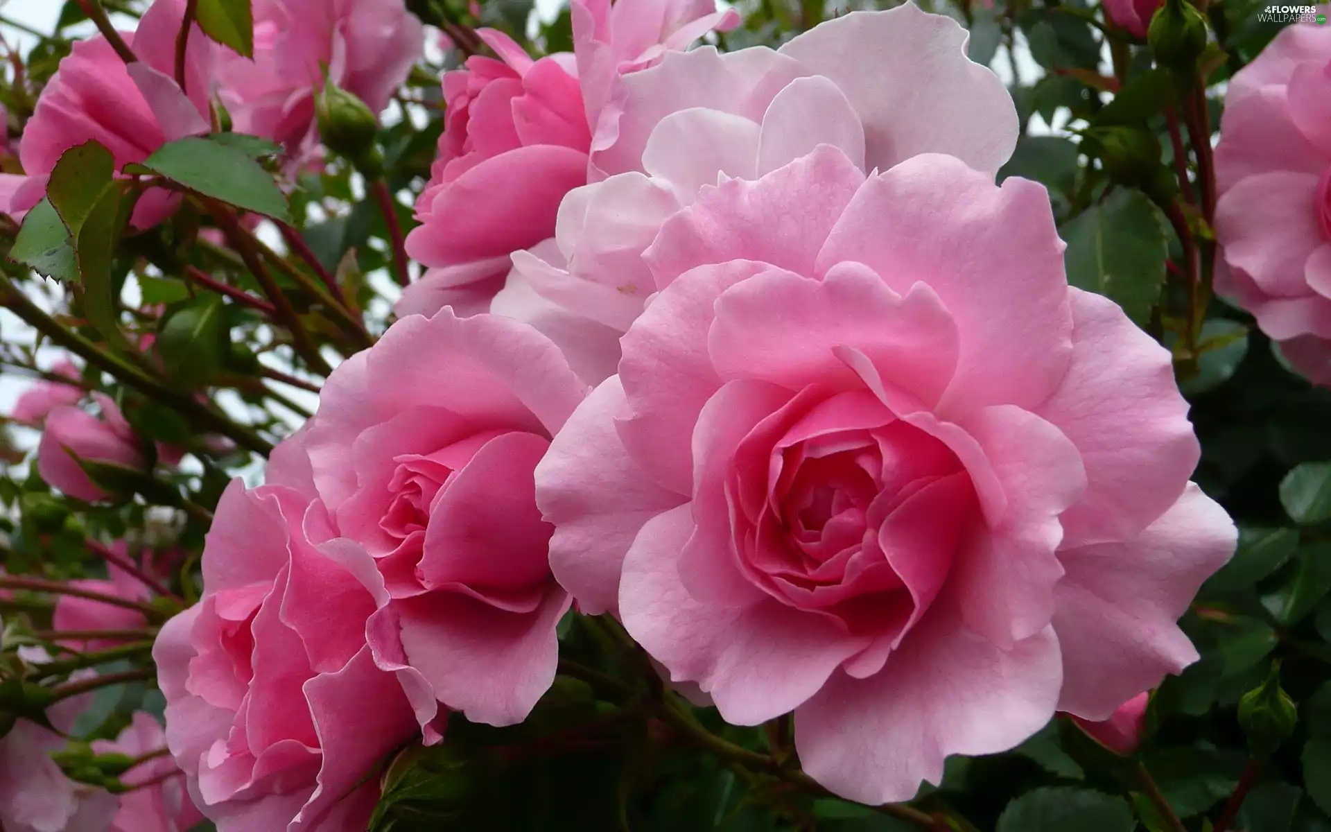 roses, beatyfull, Pink