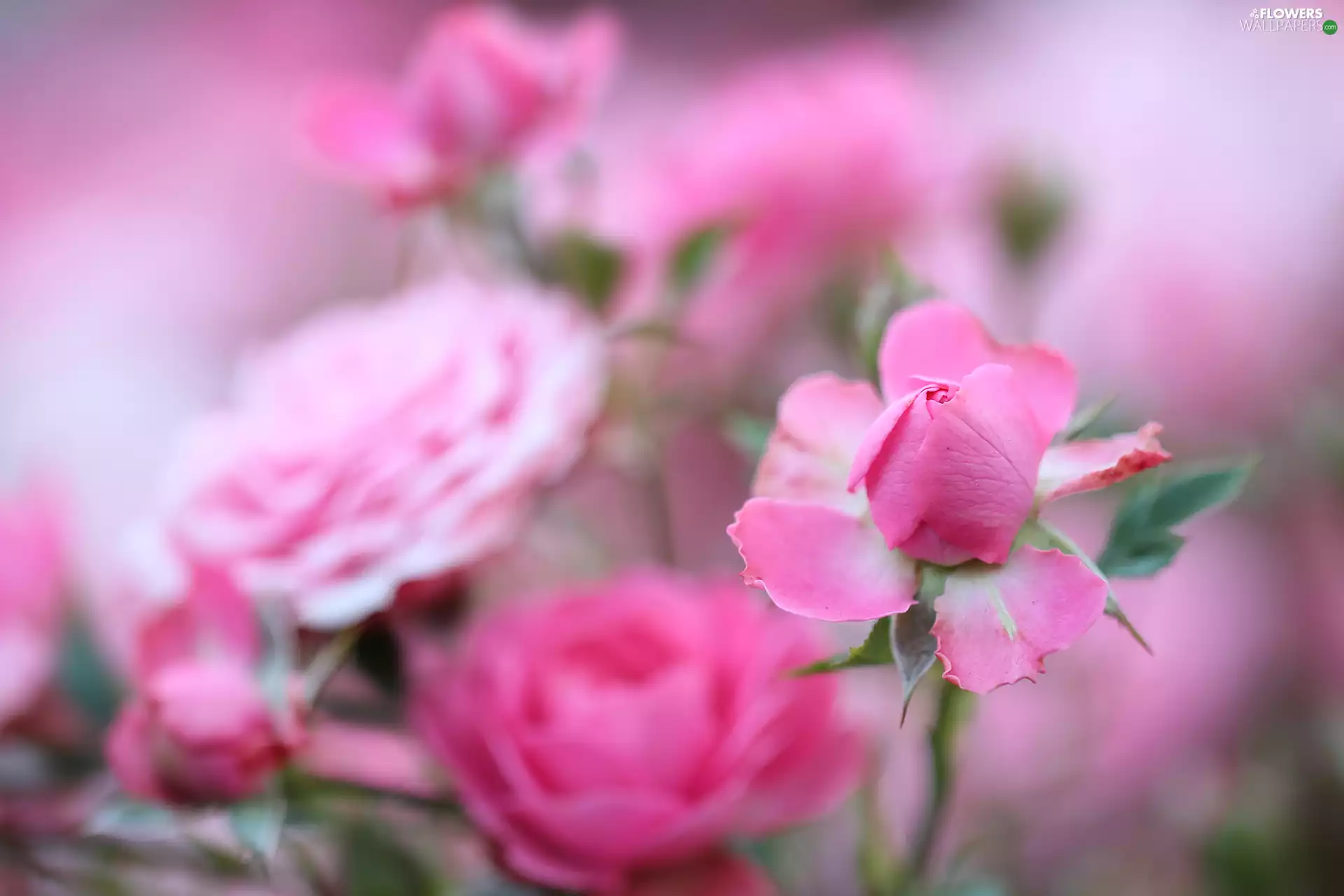 Pink, Flowers, bud, roses
