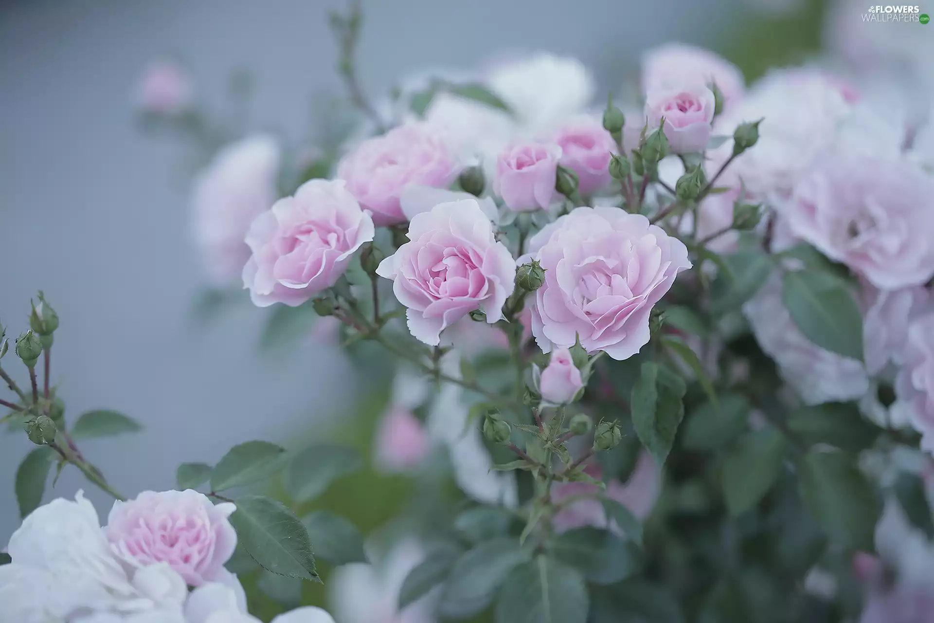 Pink, Bush, Flowers, roses
