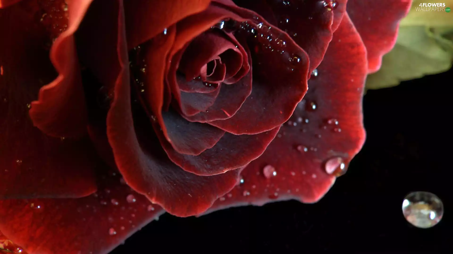 drops, red hot, roses