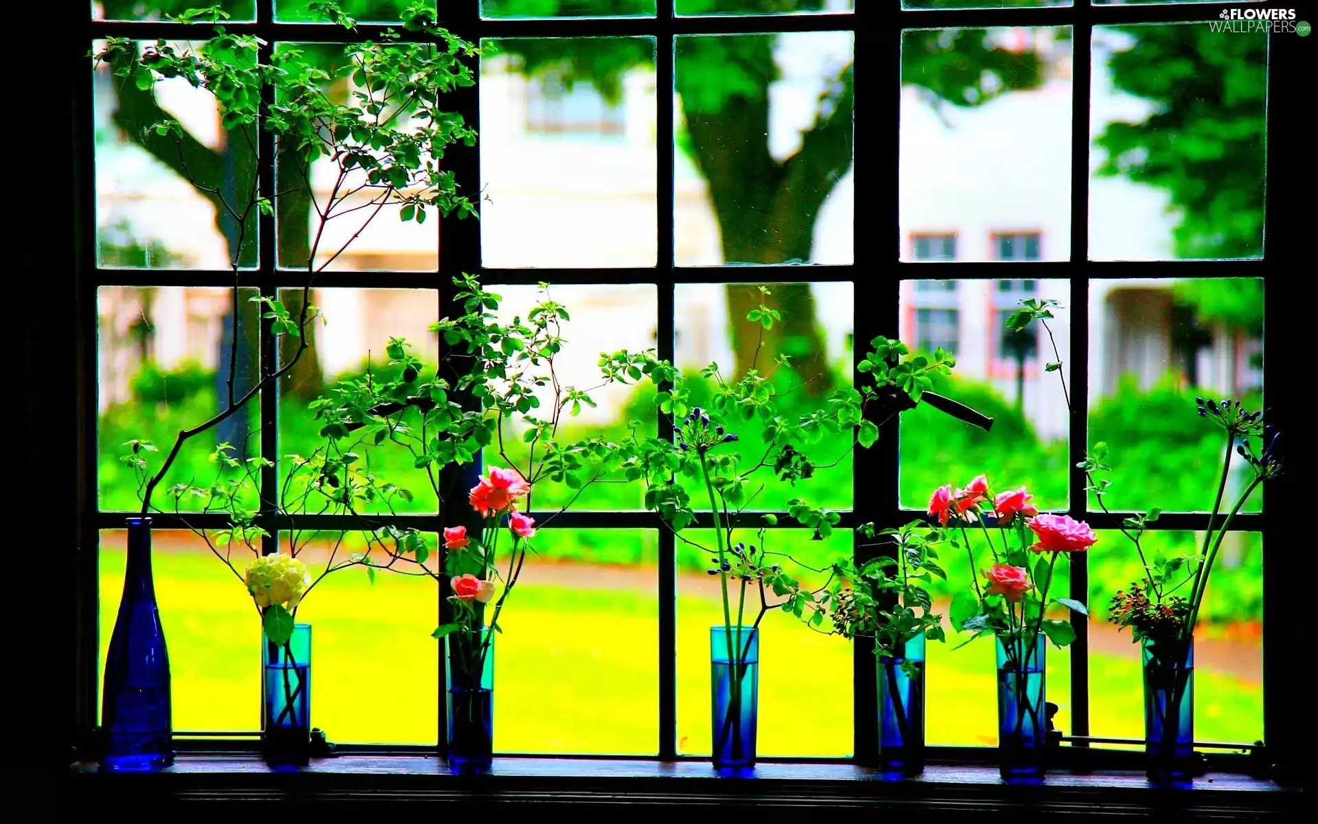 roses, View, vases, Plants, Window