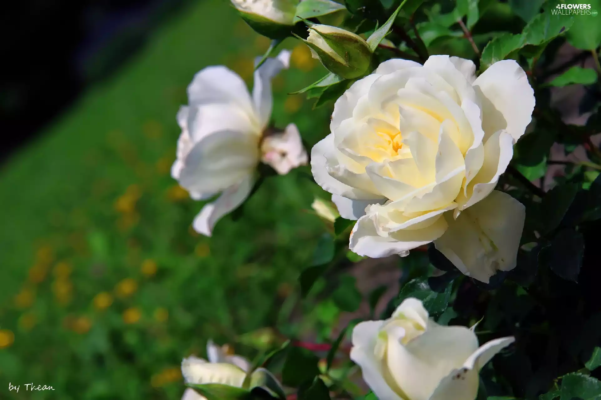 White, roses