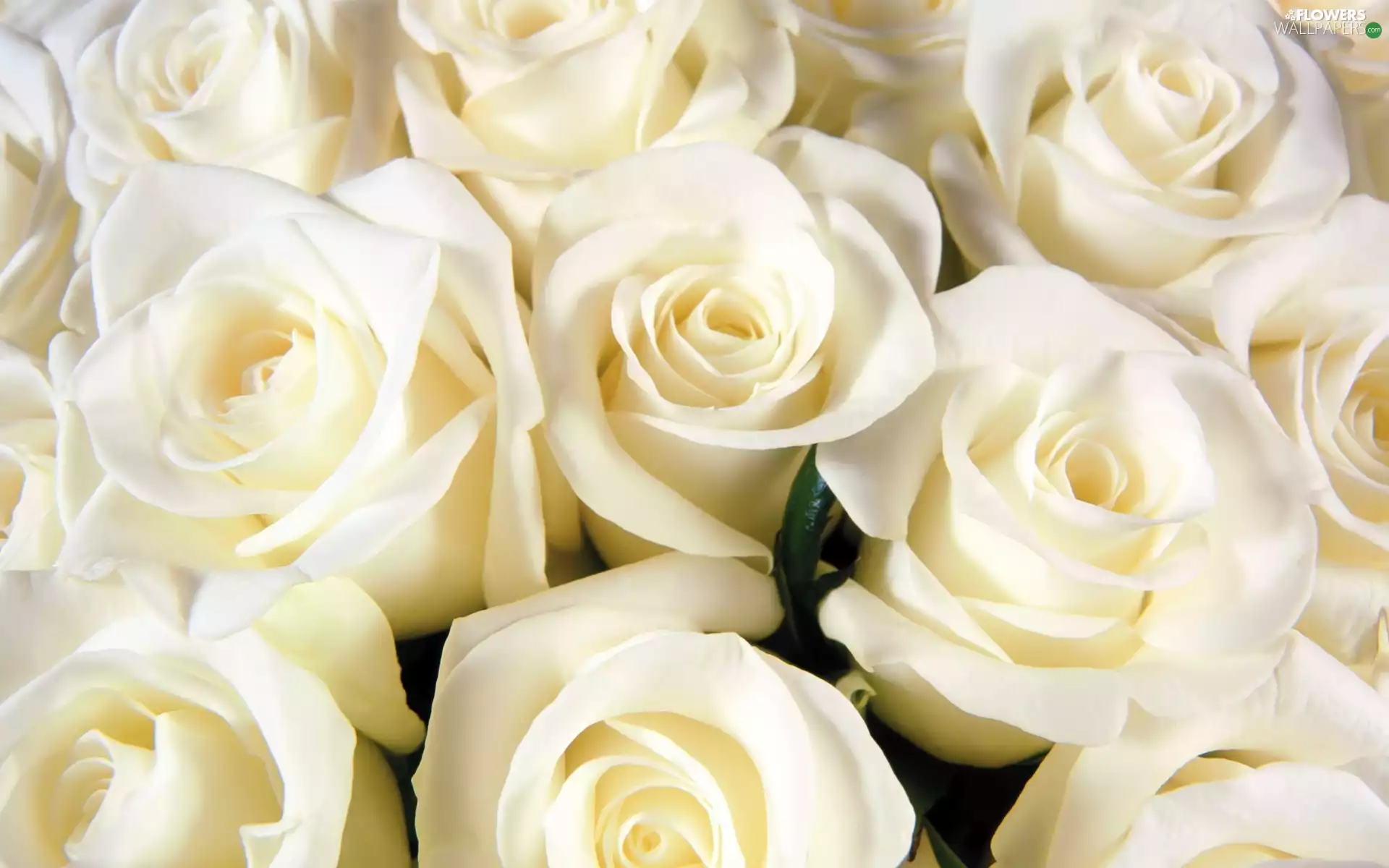 roses, Flowers, White