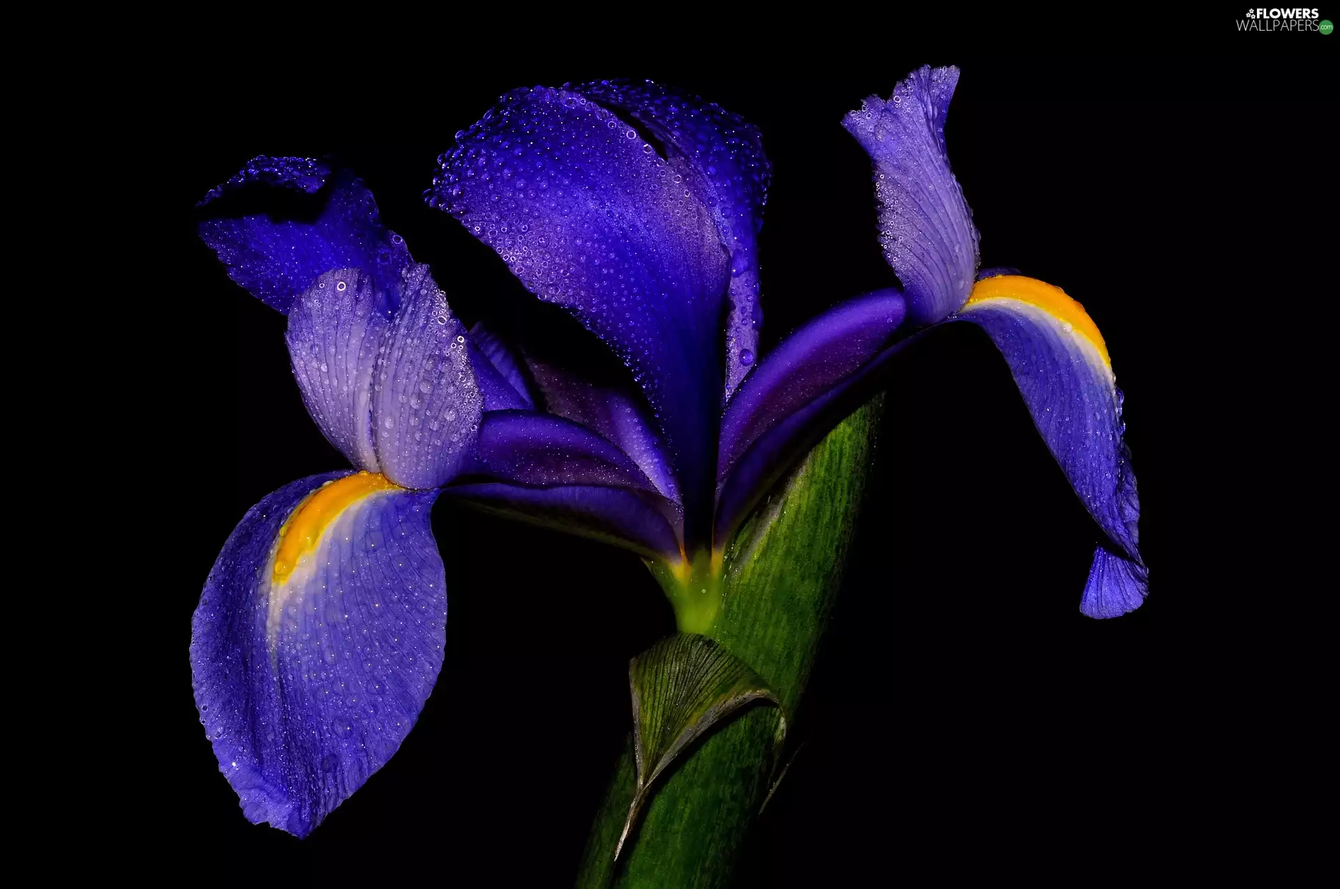 blue, drops, Rosy, iris