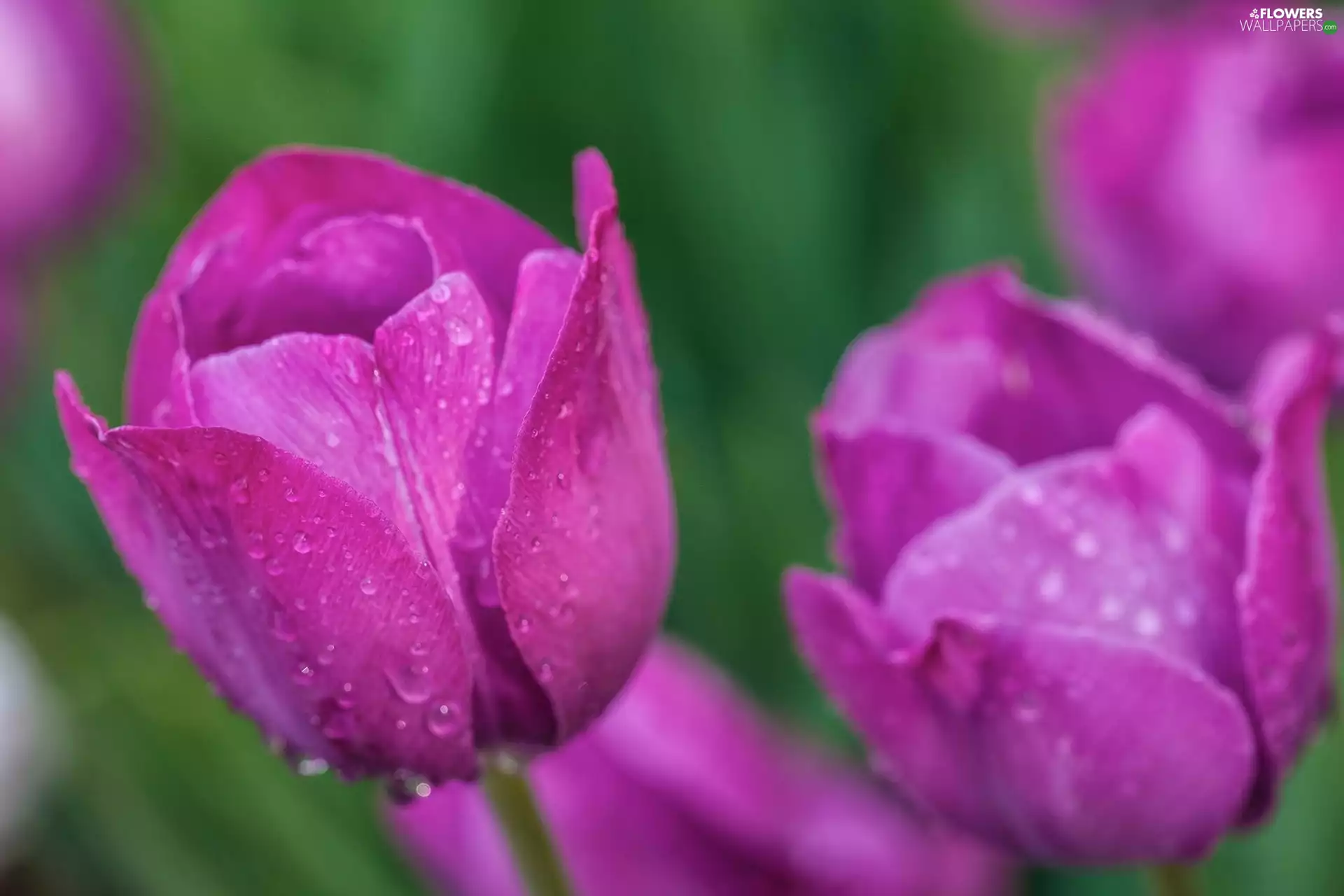 Rosy, Tulips, drops