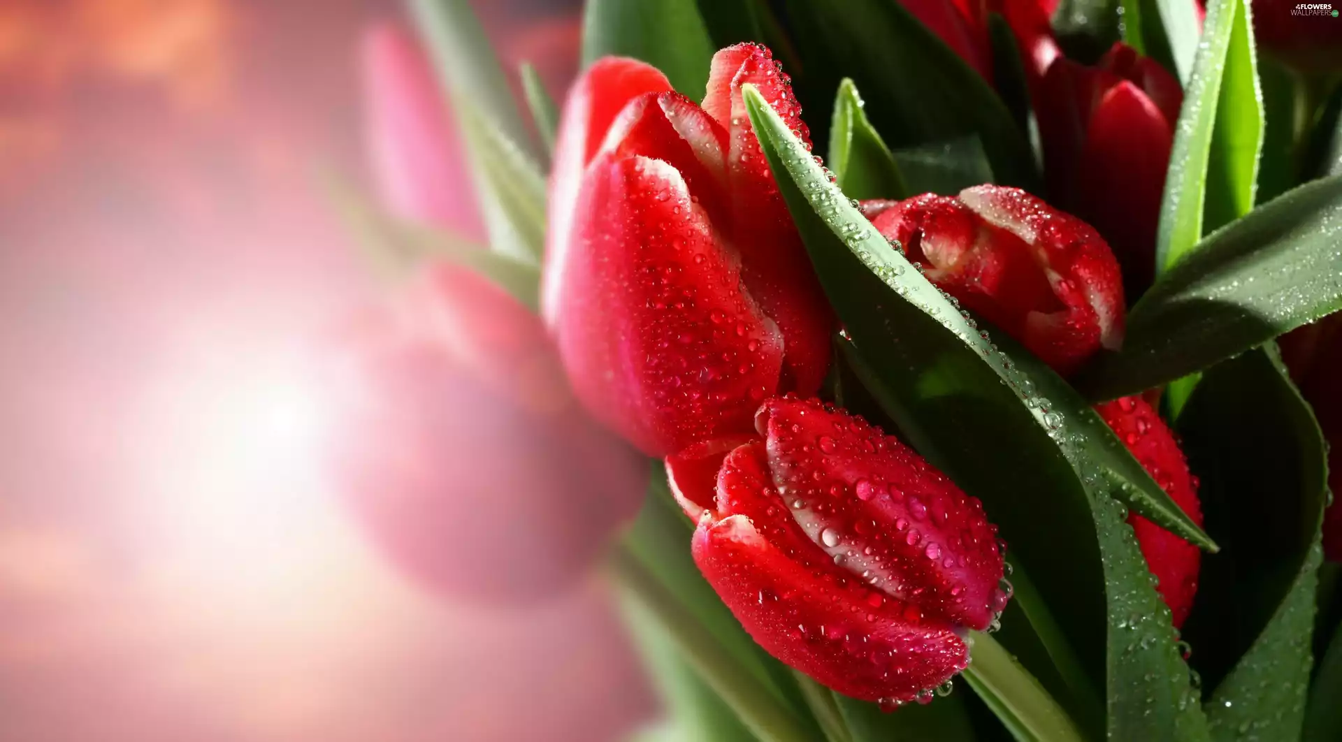 Red, drops, Rosy, Tulips