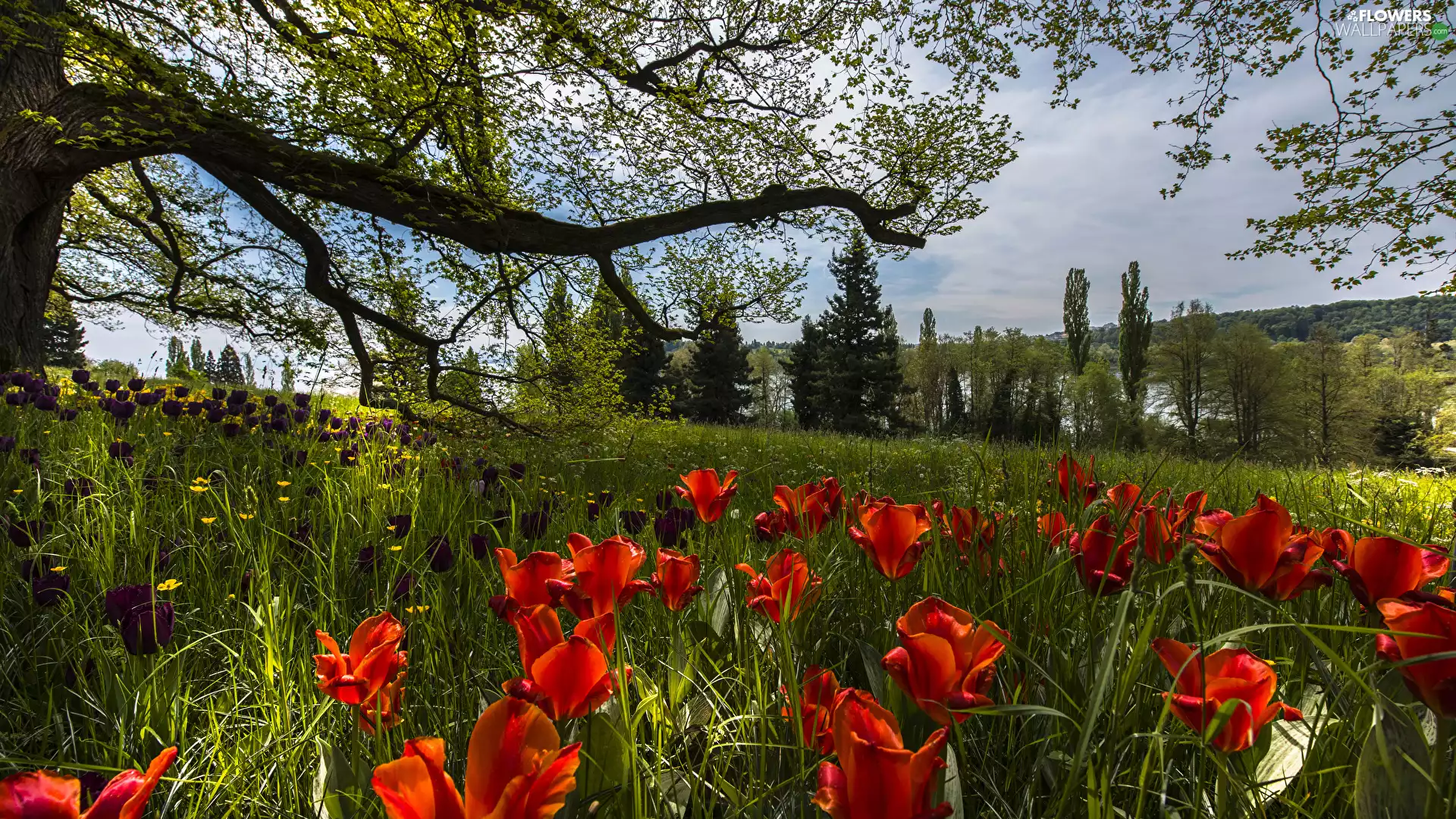 Tulips, Baden-Württemberg, Garden, trees, Park, Germany, Mainau Island, viewes, grass, Spring