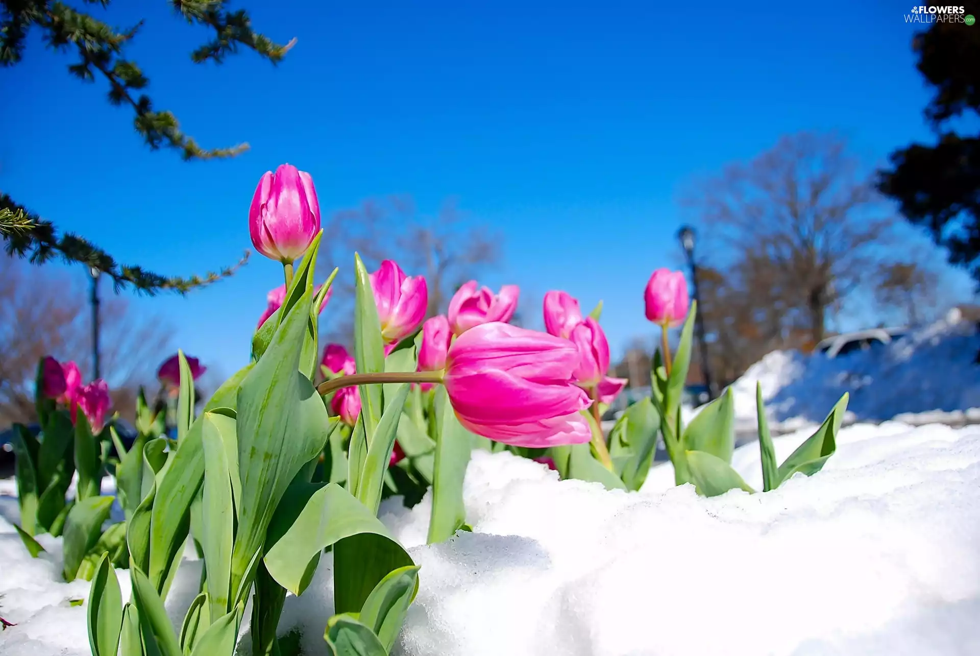 snow, Pink, Tulips