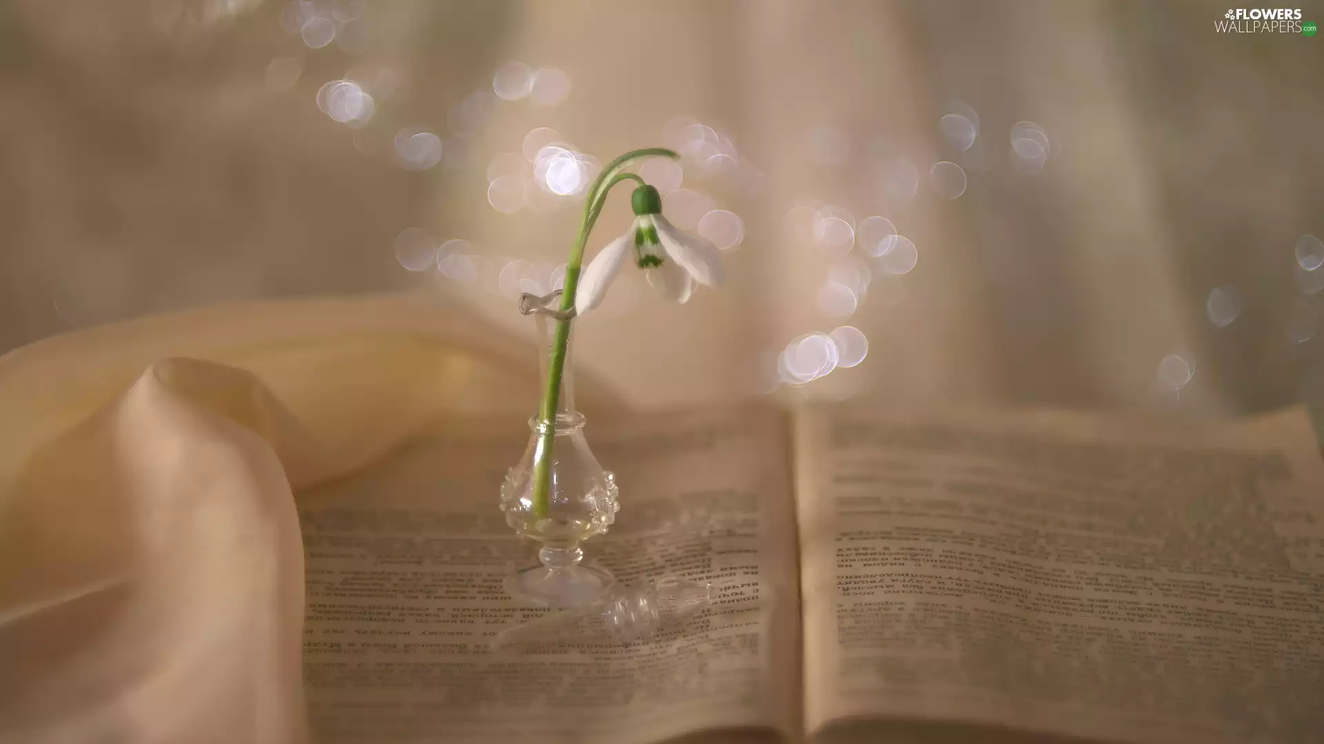 vase, Snowdrop, Book, glass, open