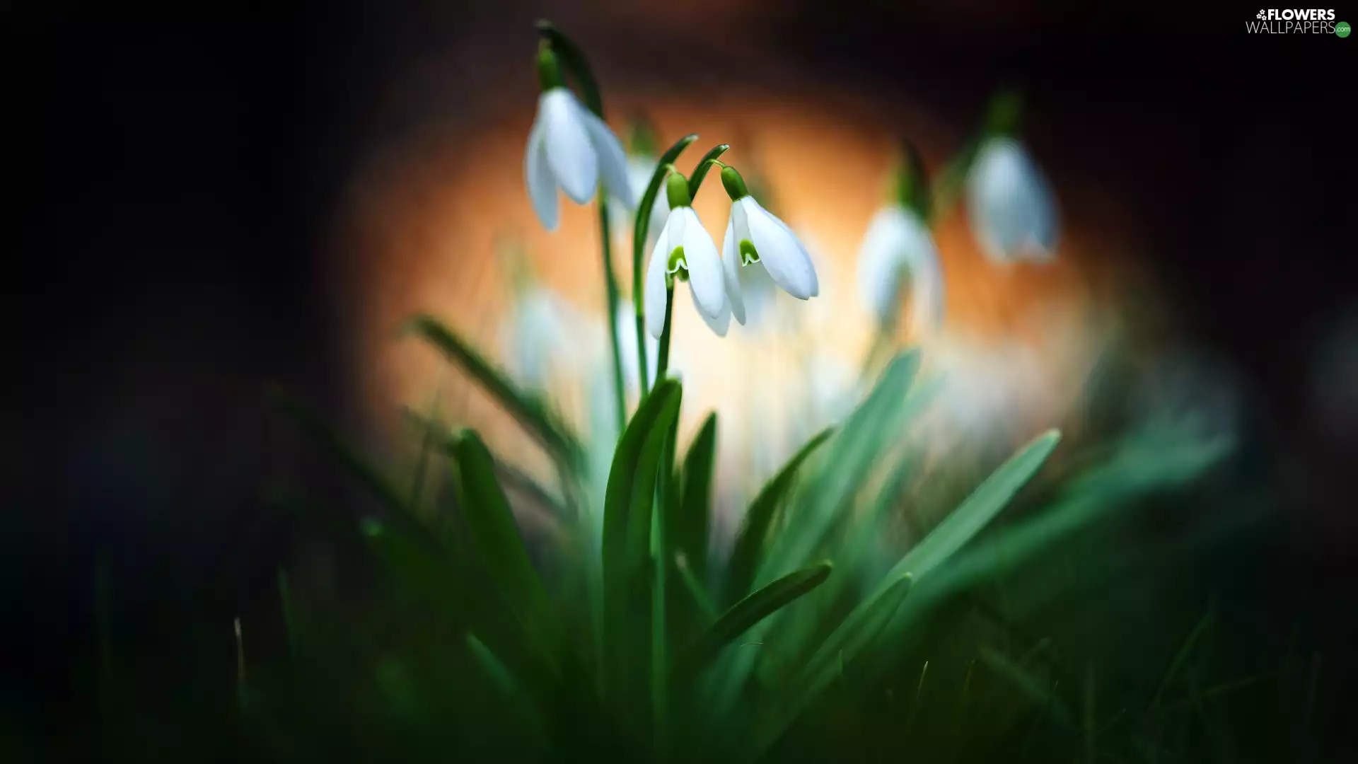 snowdrops, cluster, Flowers