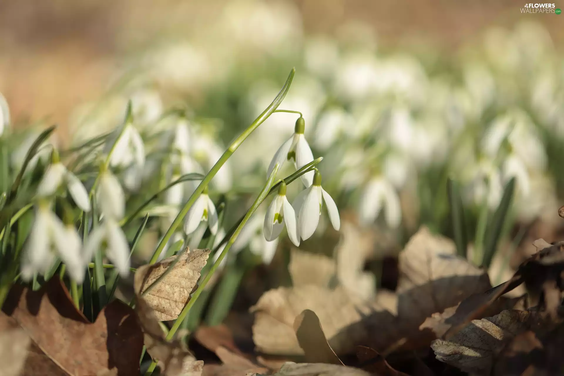 snowdrops, inclined, Flowers