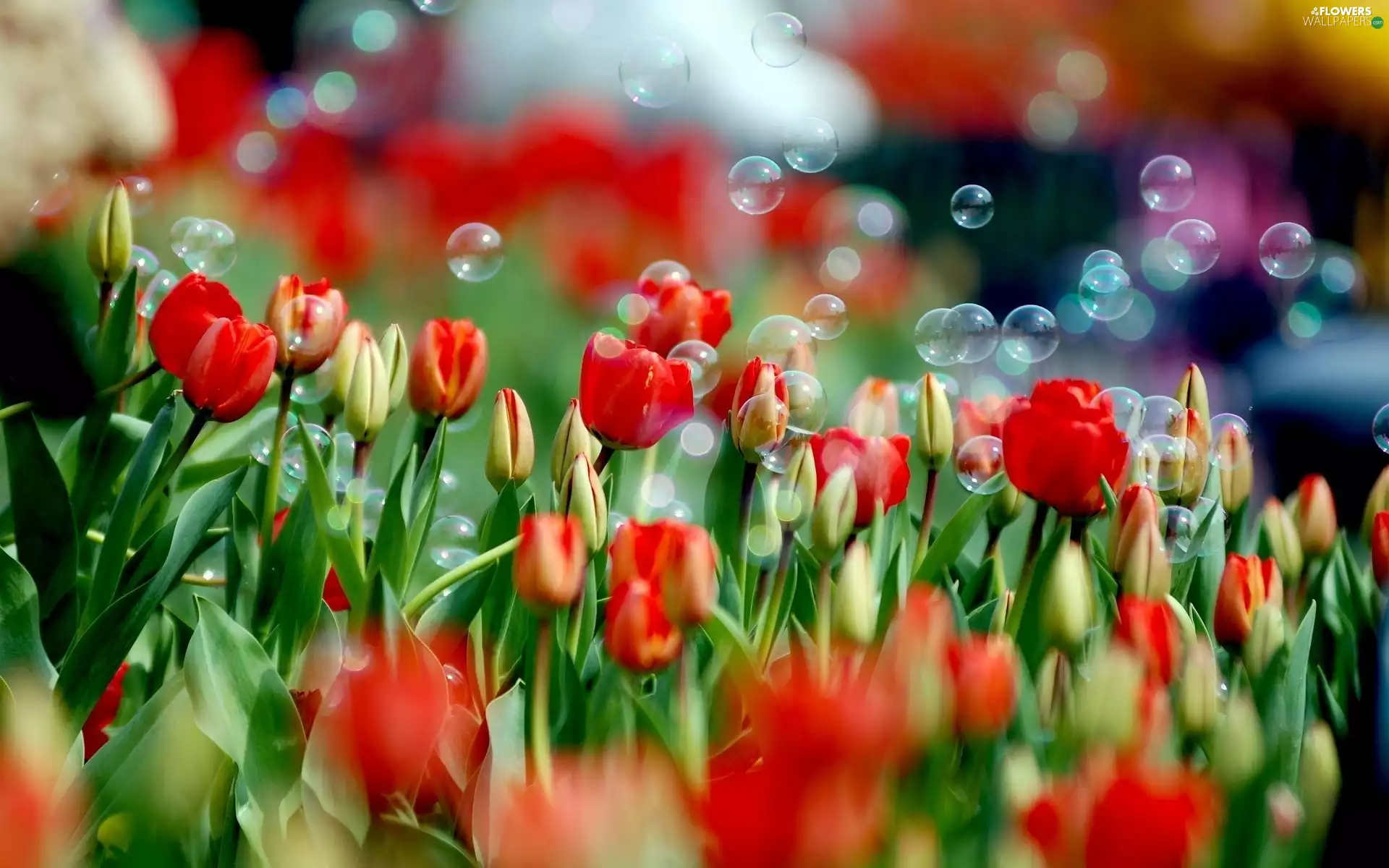 Red, interesting eyes, soap, Tulips