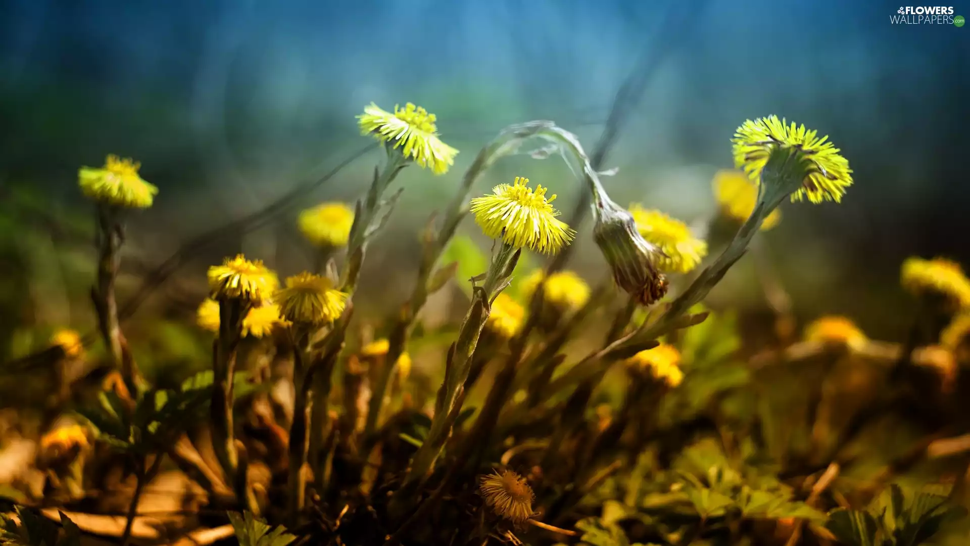 Yellow, Spring, Common Coltsfoot, Flowers