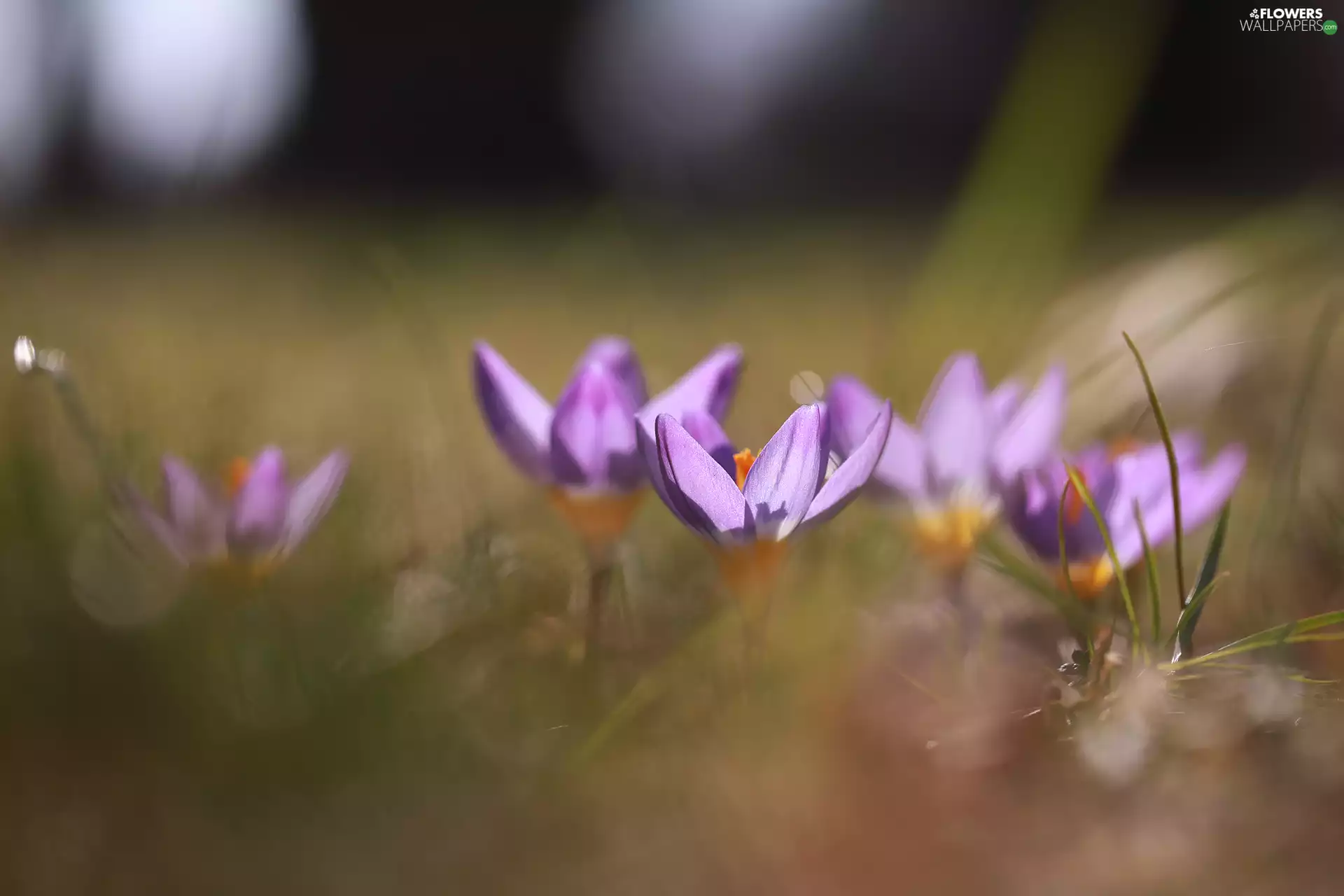 Flowers, Spring, illuminated, crocuses, purple