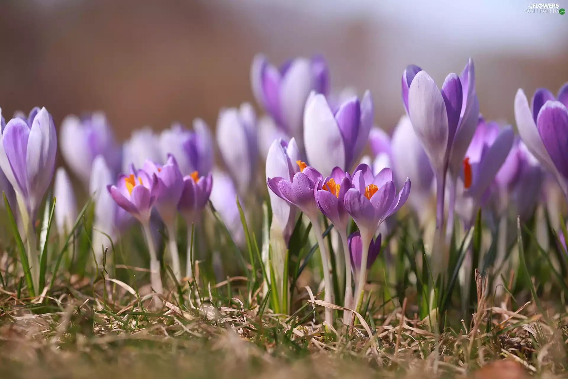 Flowers, Spring, lilac, crocuses, purple
