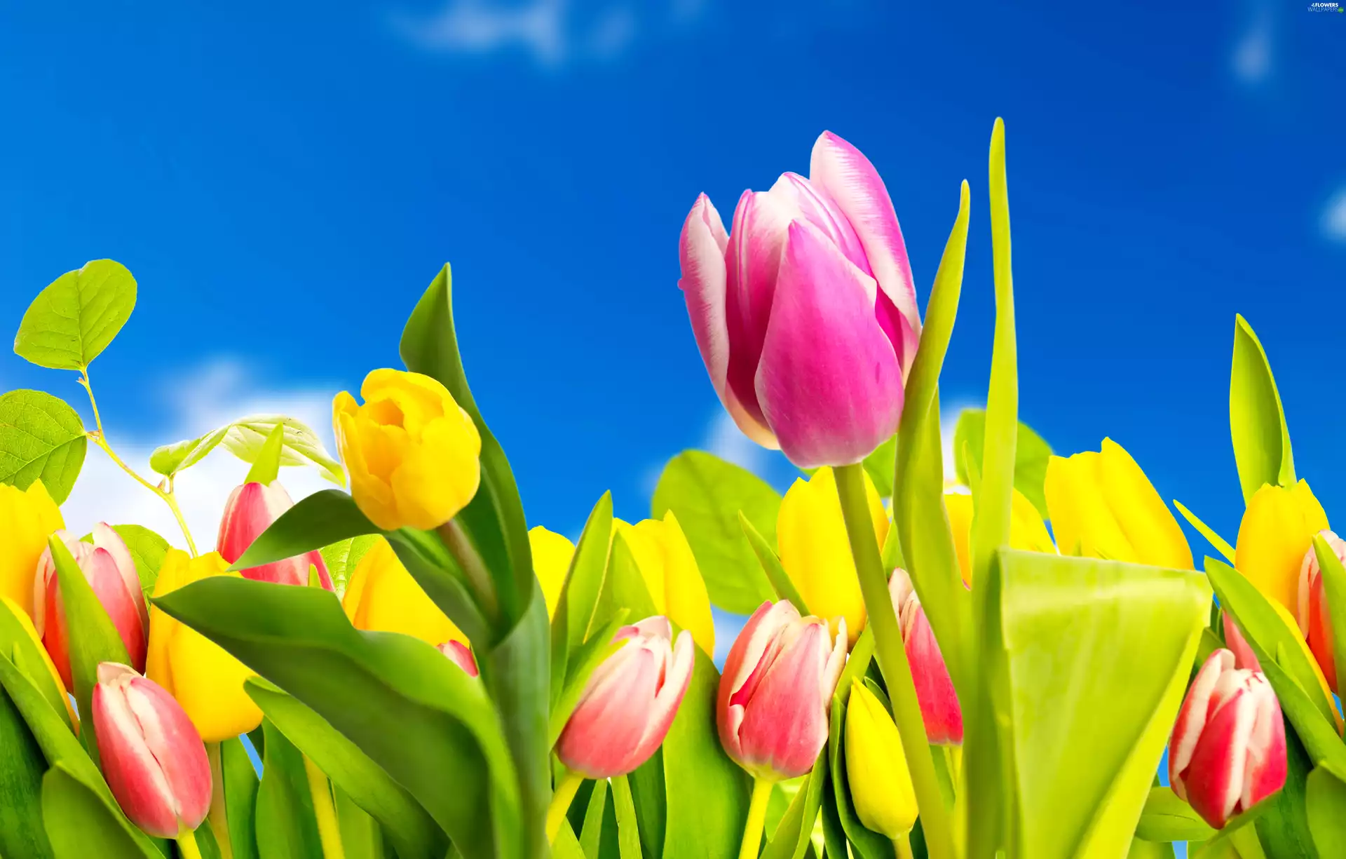 Tulips, Flowers, Spring, color