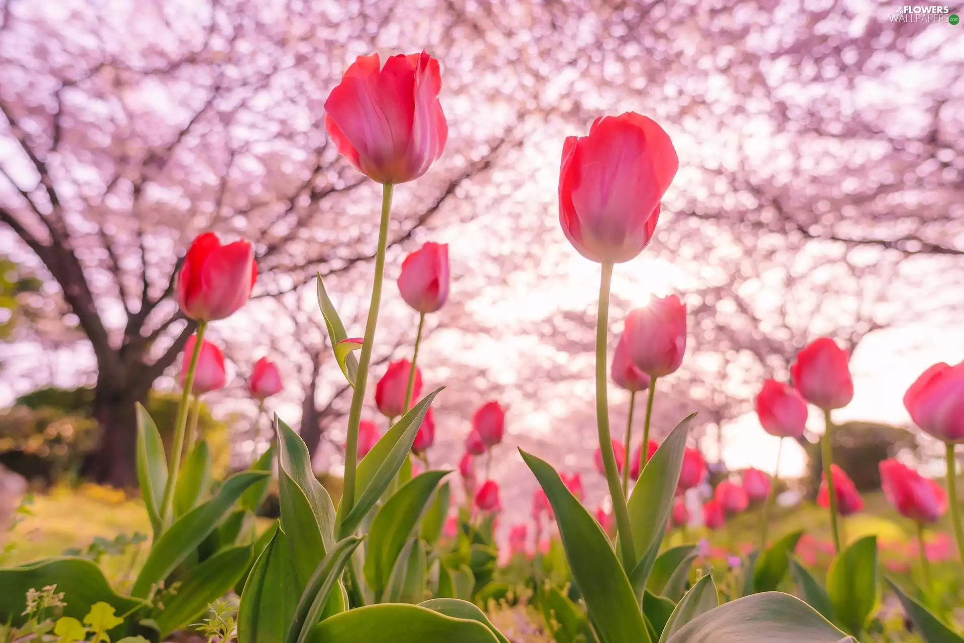 viewes, Spring, Tulips, trees, Flowers