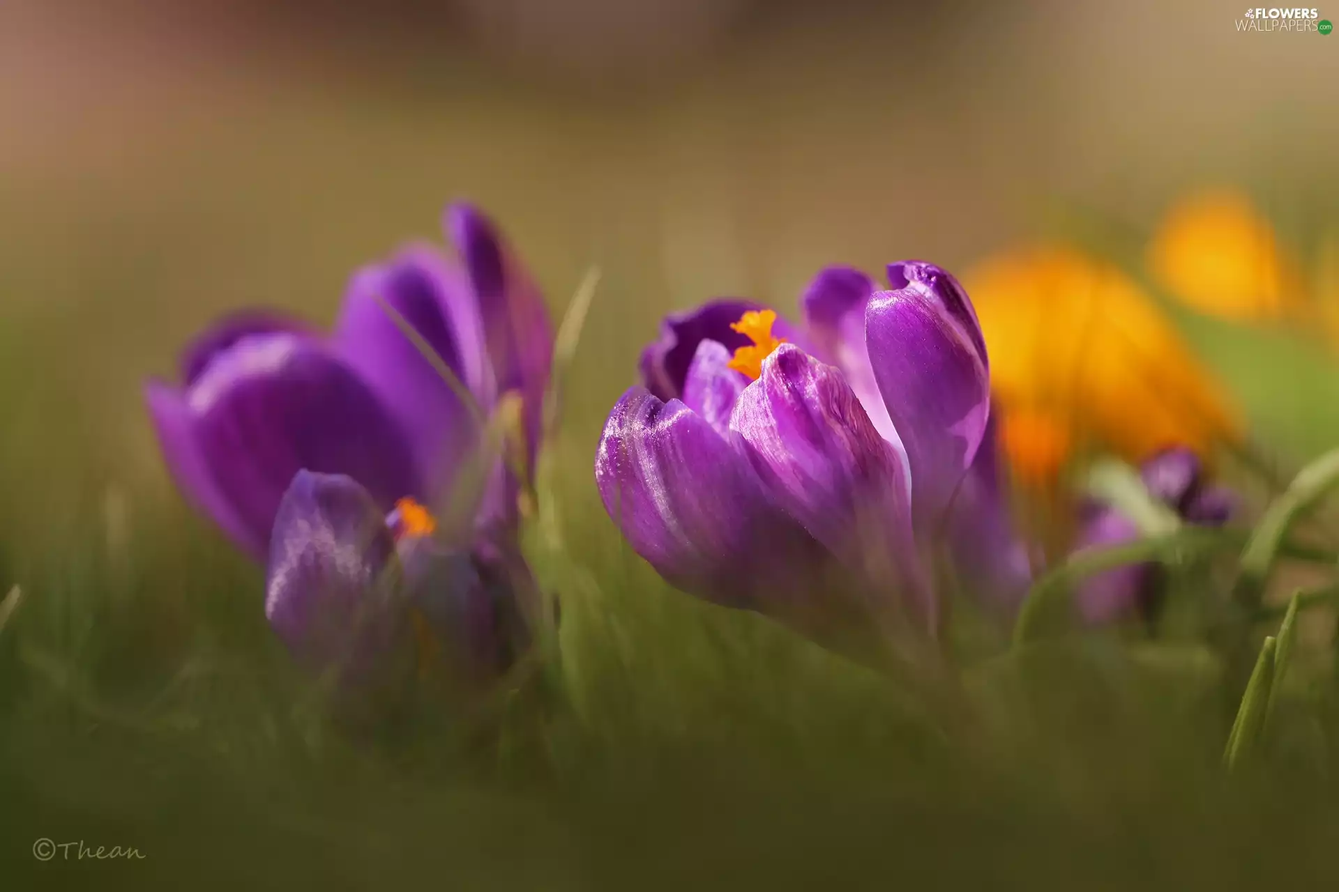 Violet, Colourfull Flowers, Spring, crocus