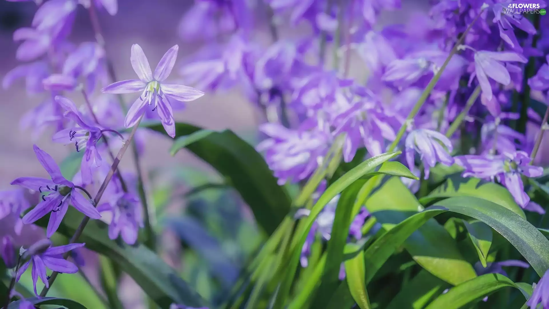squill, purple, Flowers