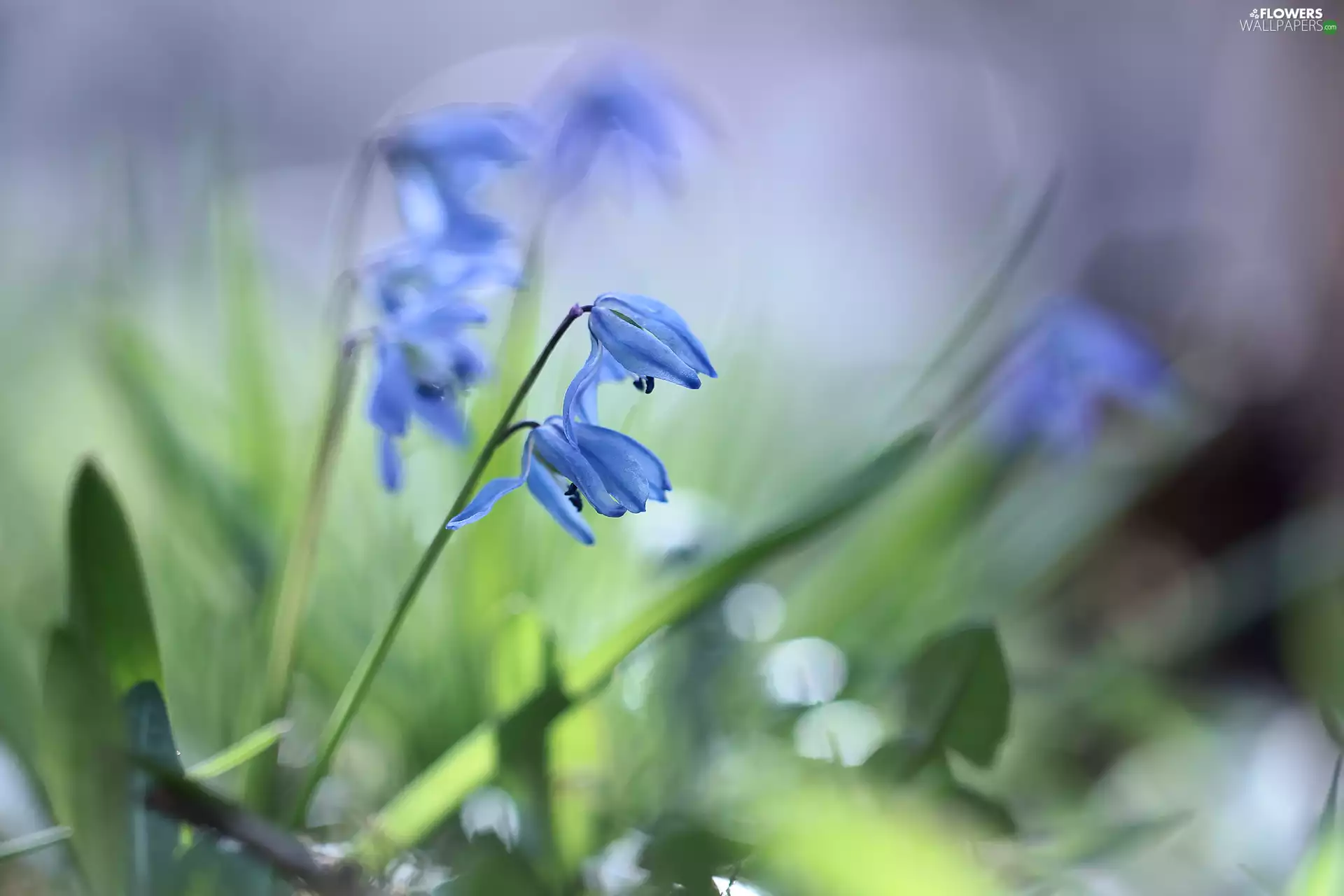 Flowers, Blue, Siberian squill