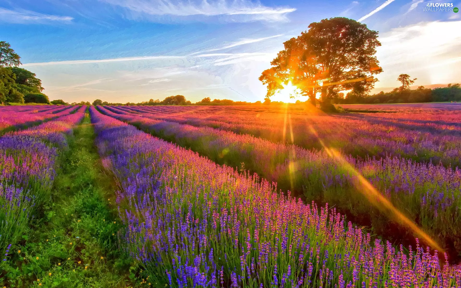 Field, west, sun, lavender