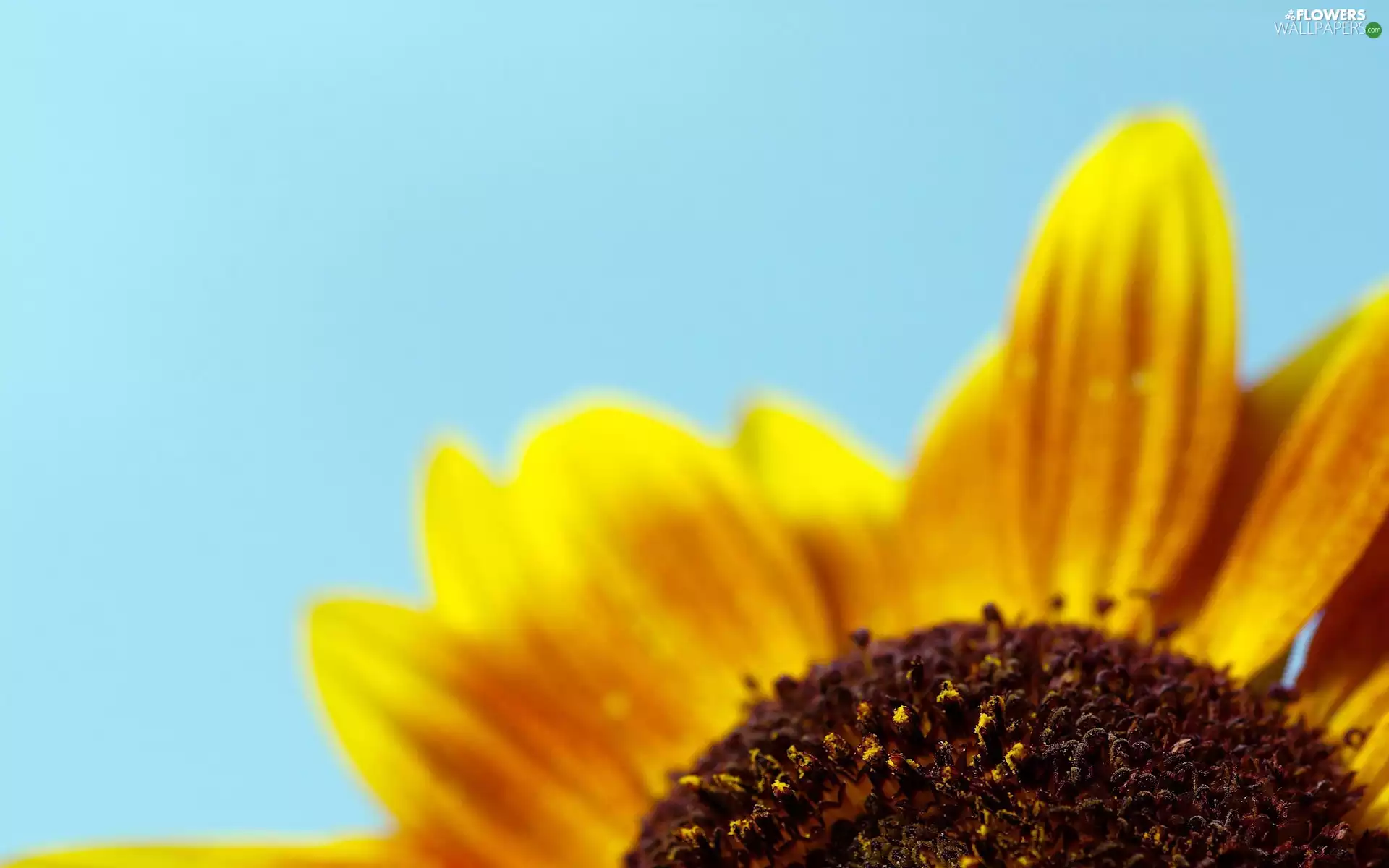 rapprochement, Colourfull Flowers, sunflower