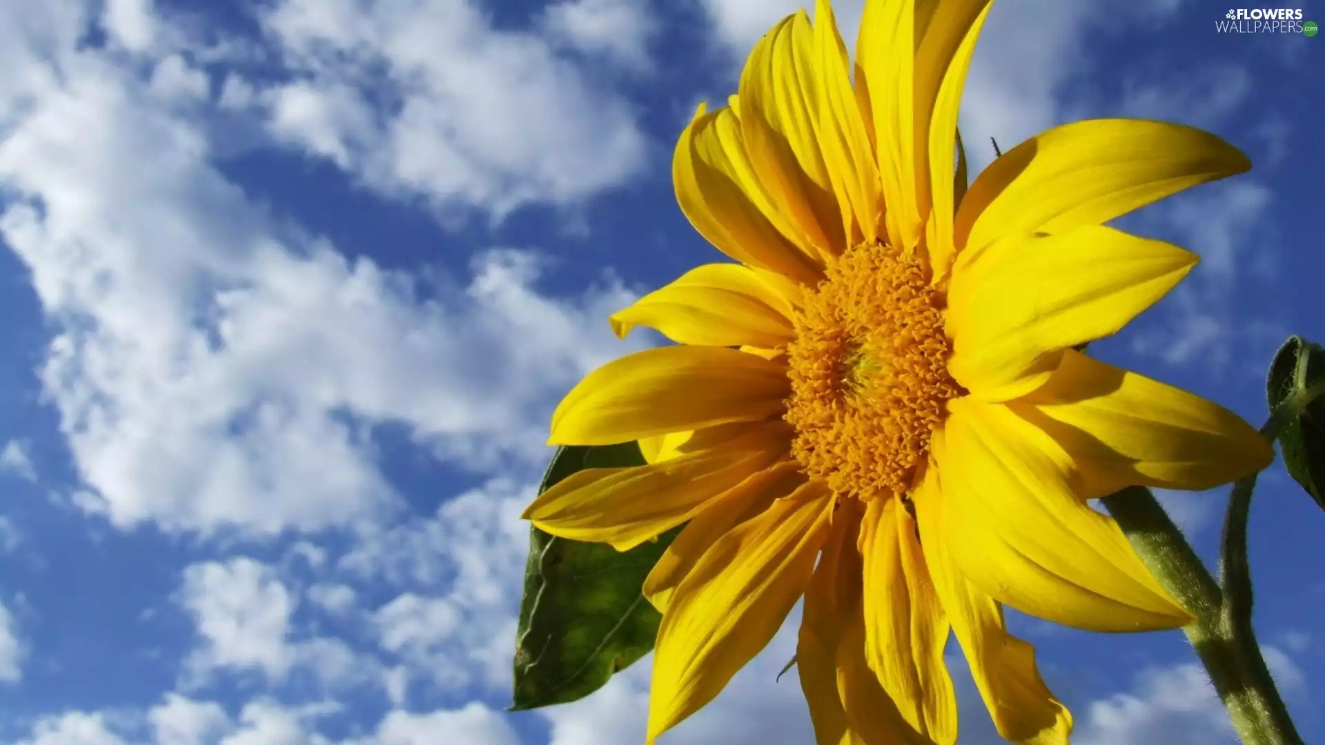 Sunflower, blue, Sky