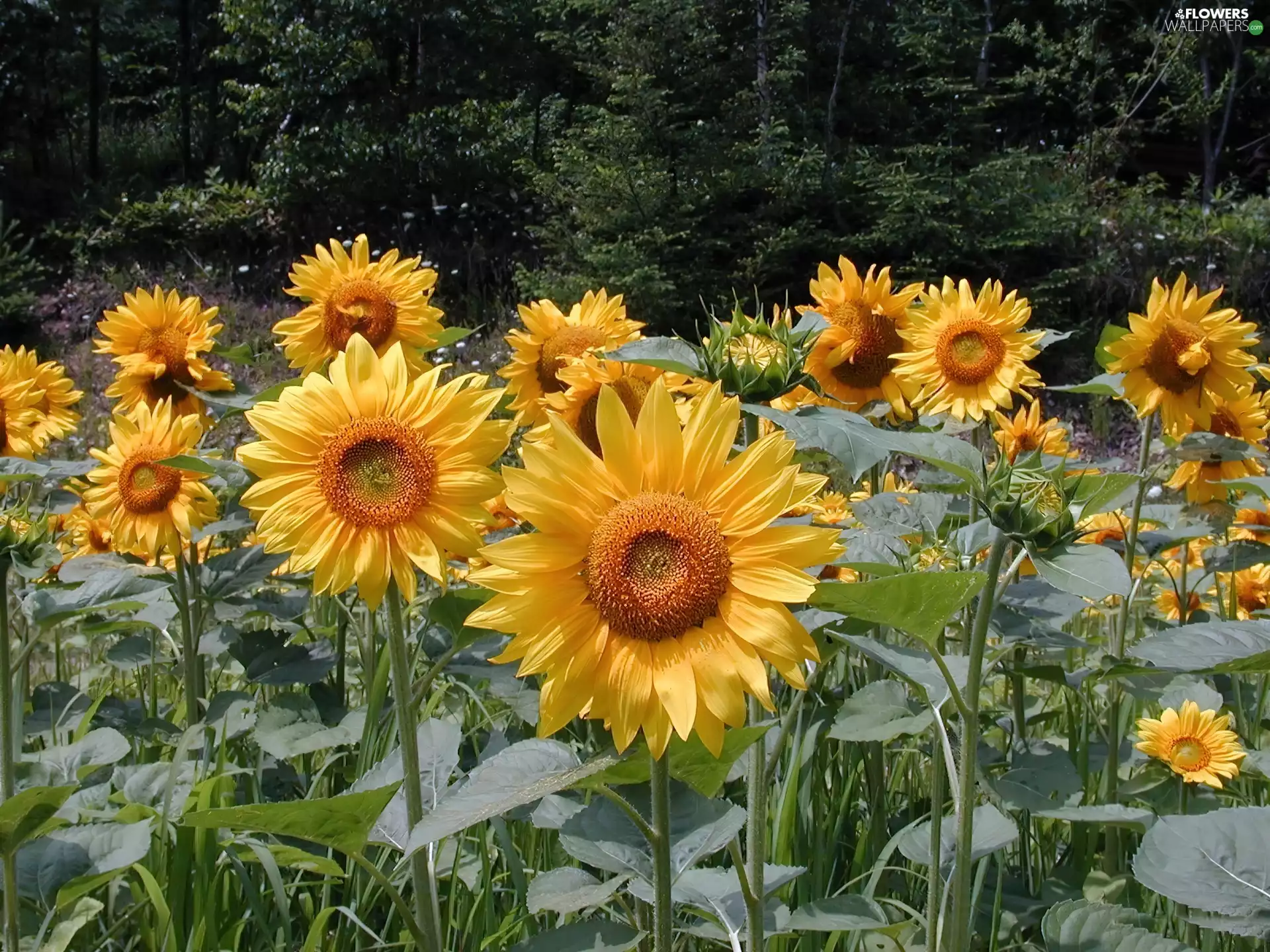 incursion, sunflowers