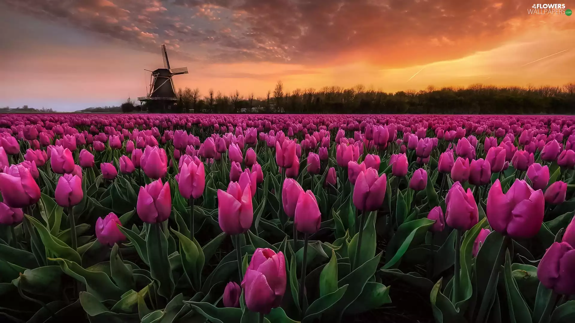 Windmill, Pink, viewes, Tulips, plantation, trees, Great Sunsets