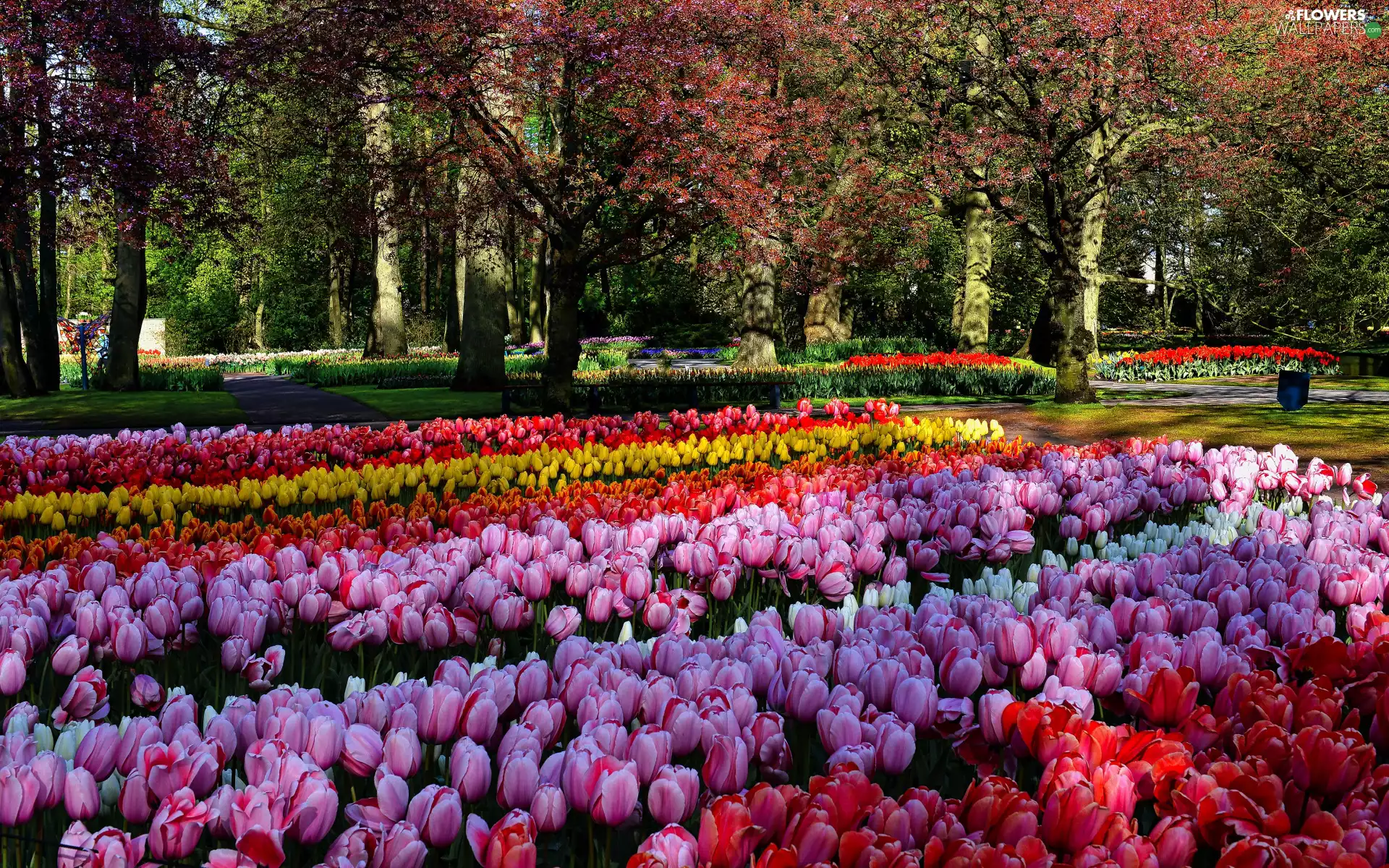 Red, Yellow, Spring, Tulips, viewes, Pink, Park, trees
