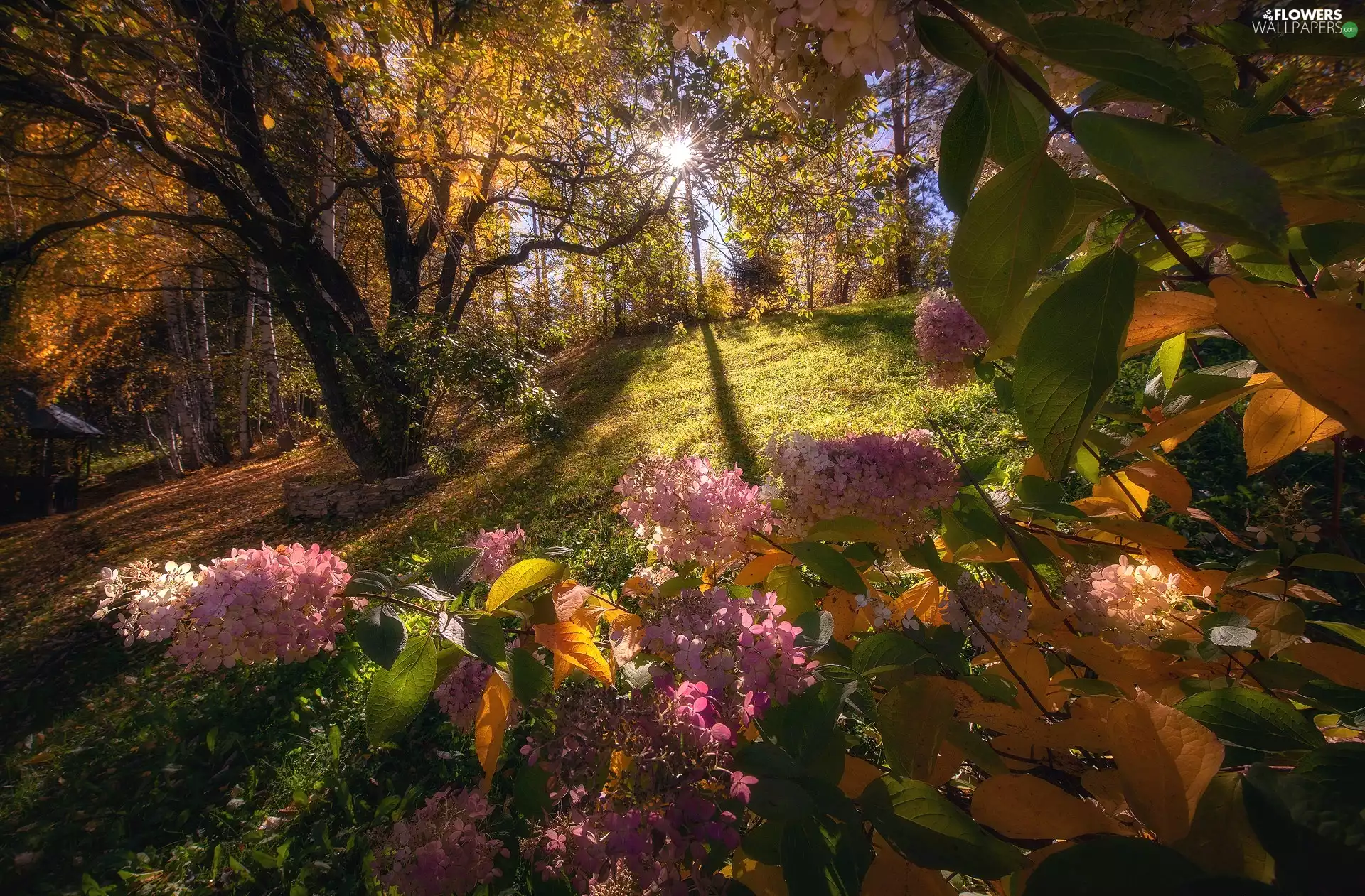 trees, Flowers, autumn, rays of the Sun, viewes, hydrangeas