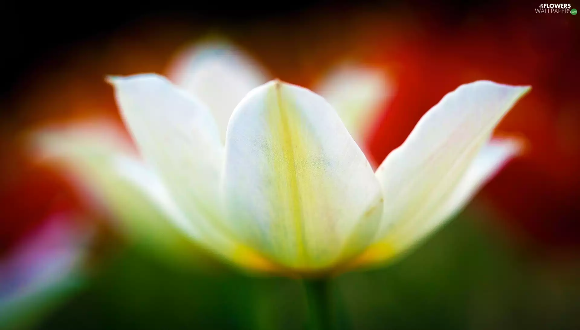 tulip, White, bloom