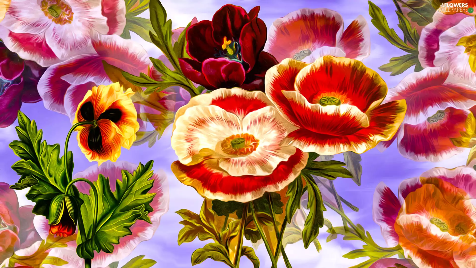 Flowers, papavers, graphics, tulip