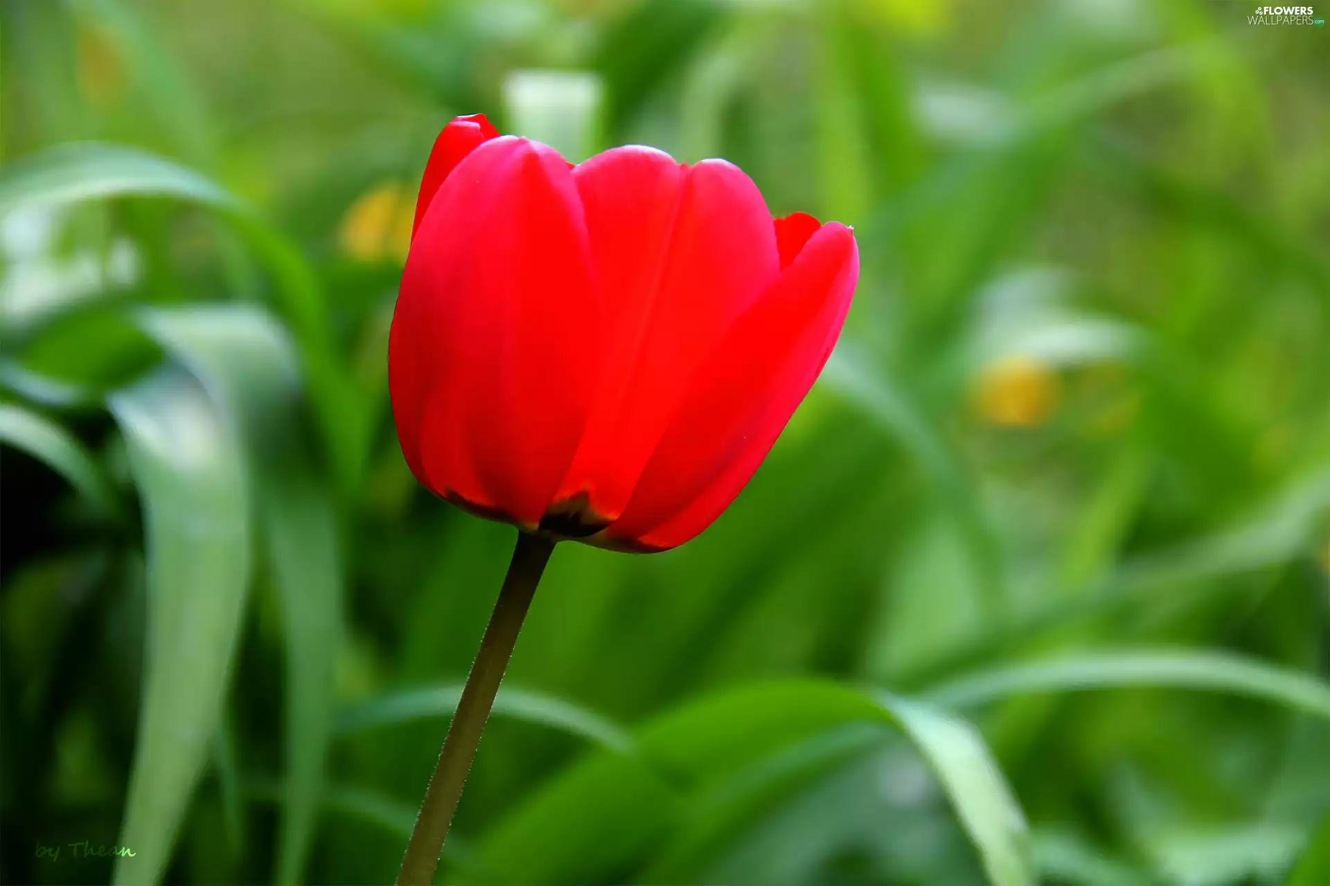 Red, tulip