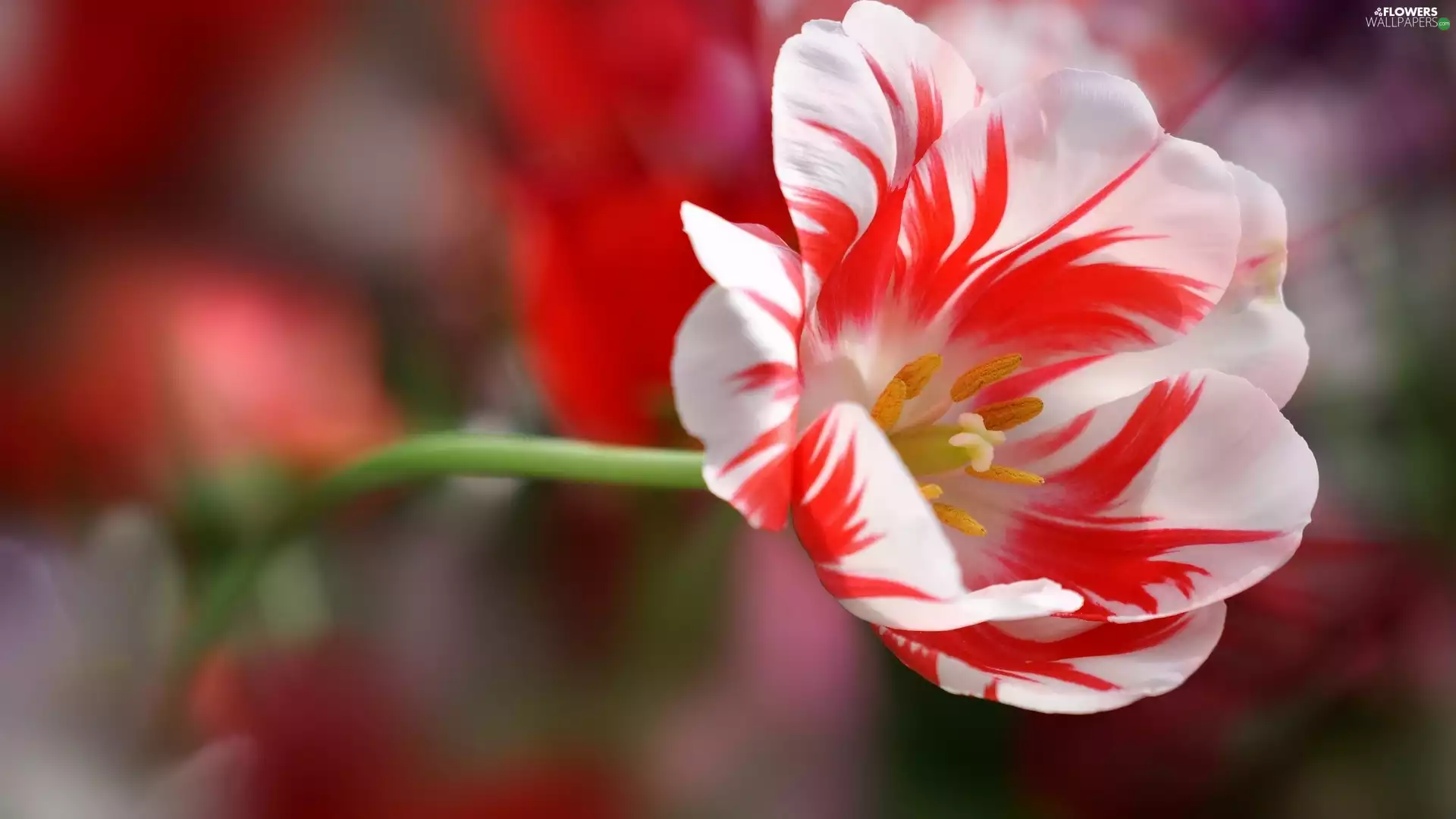 tulip, white, Red