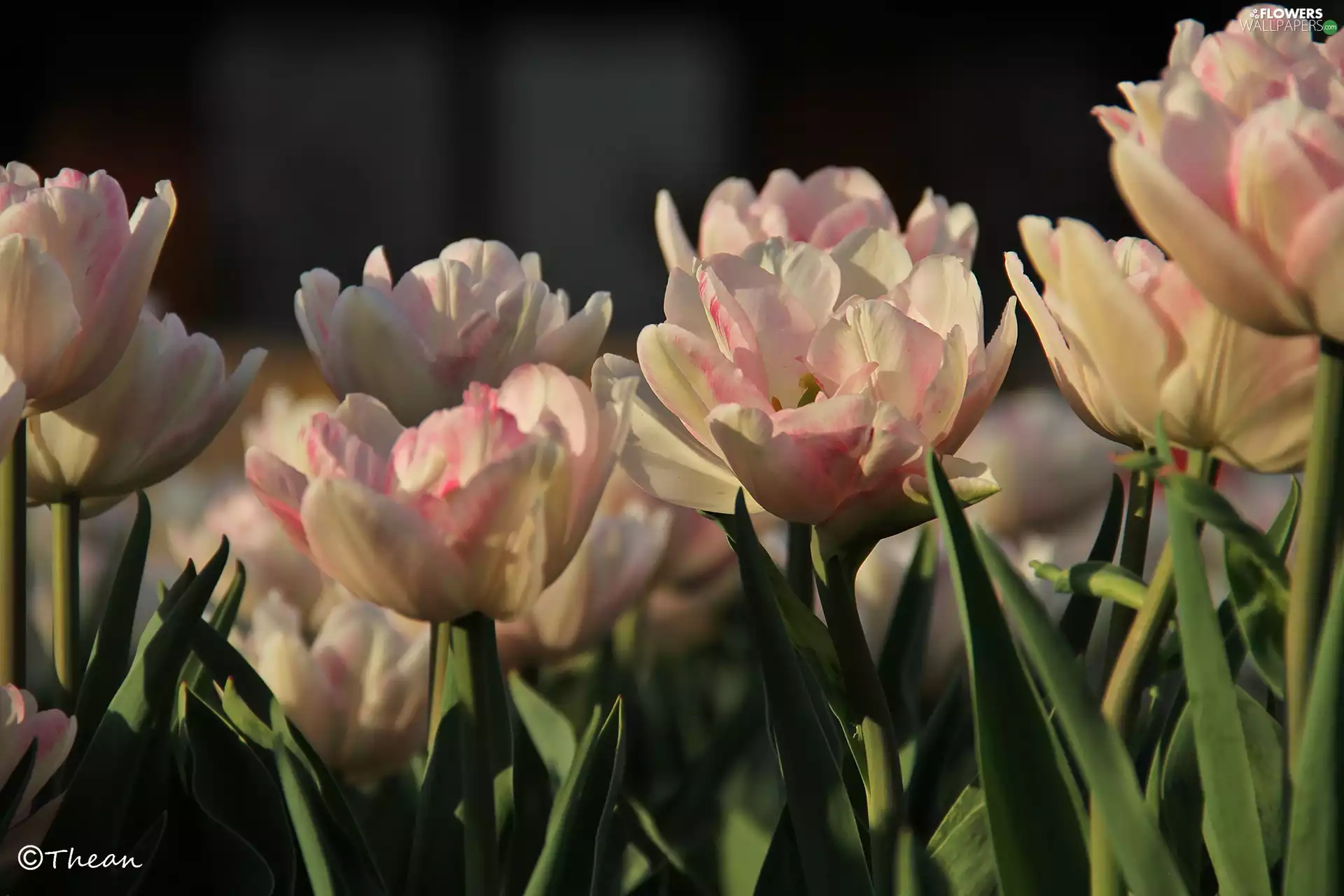 white and Pink, Tulips
