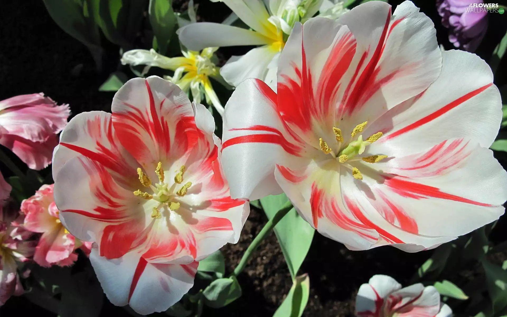 bloom, Tulips