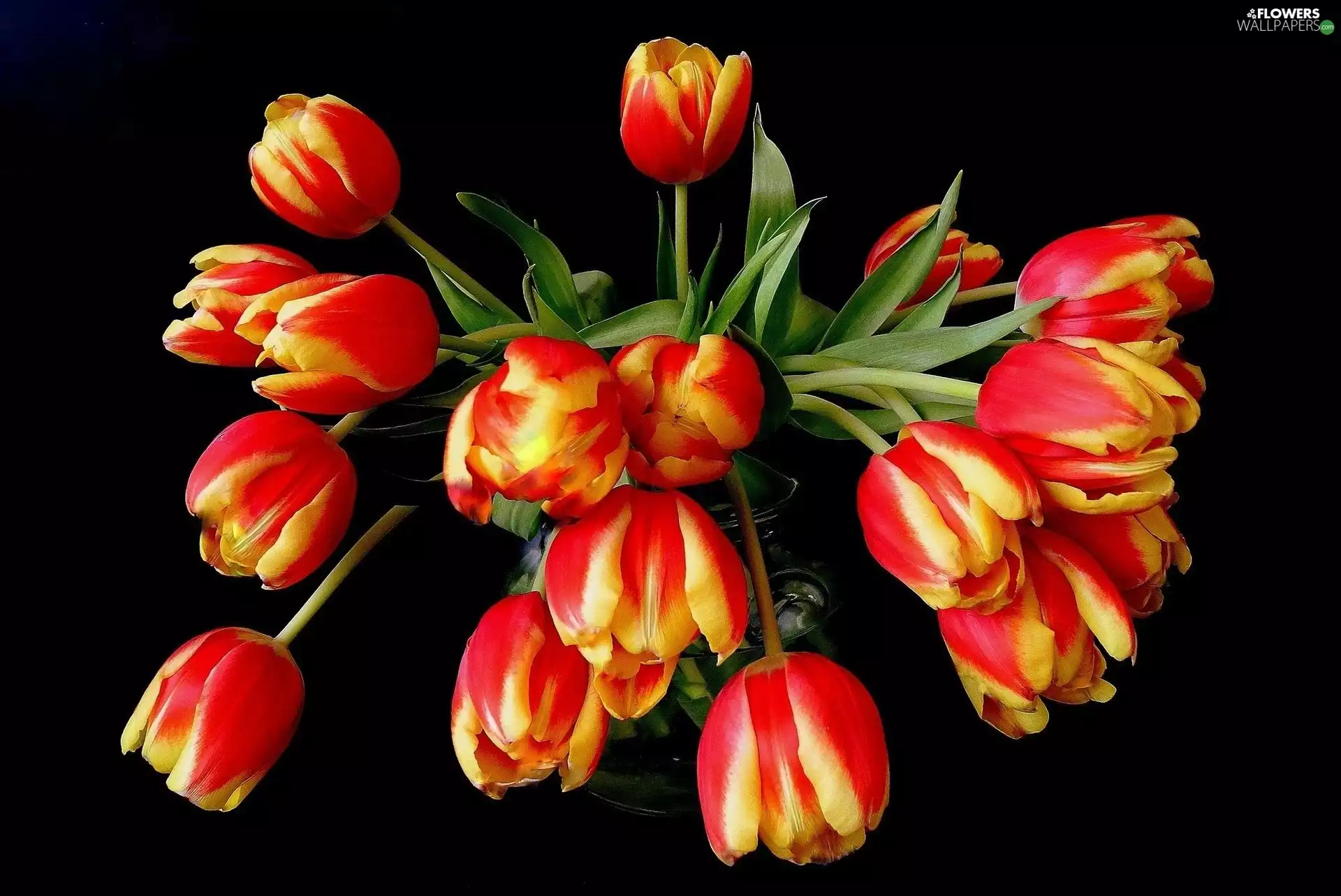 bouquet, tulips