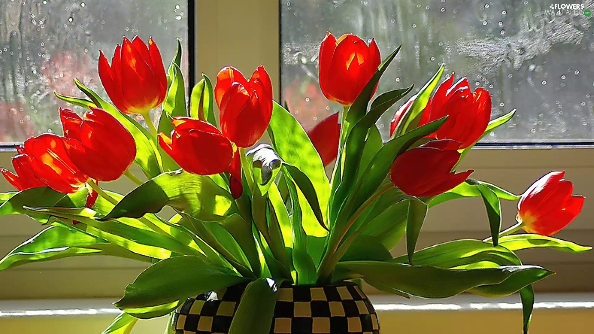 tulips, Window, bouquet