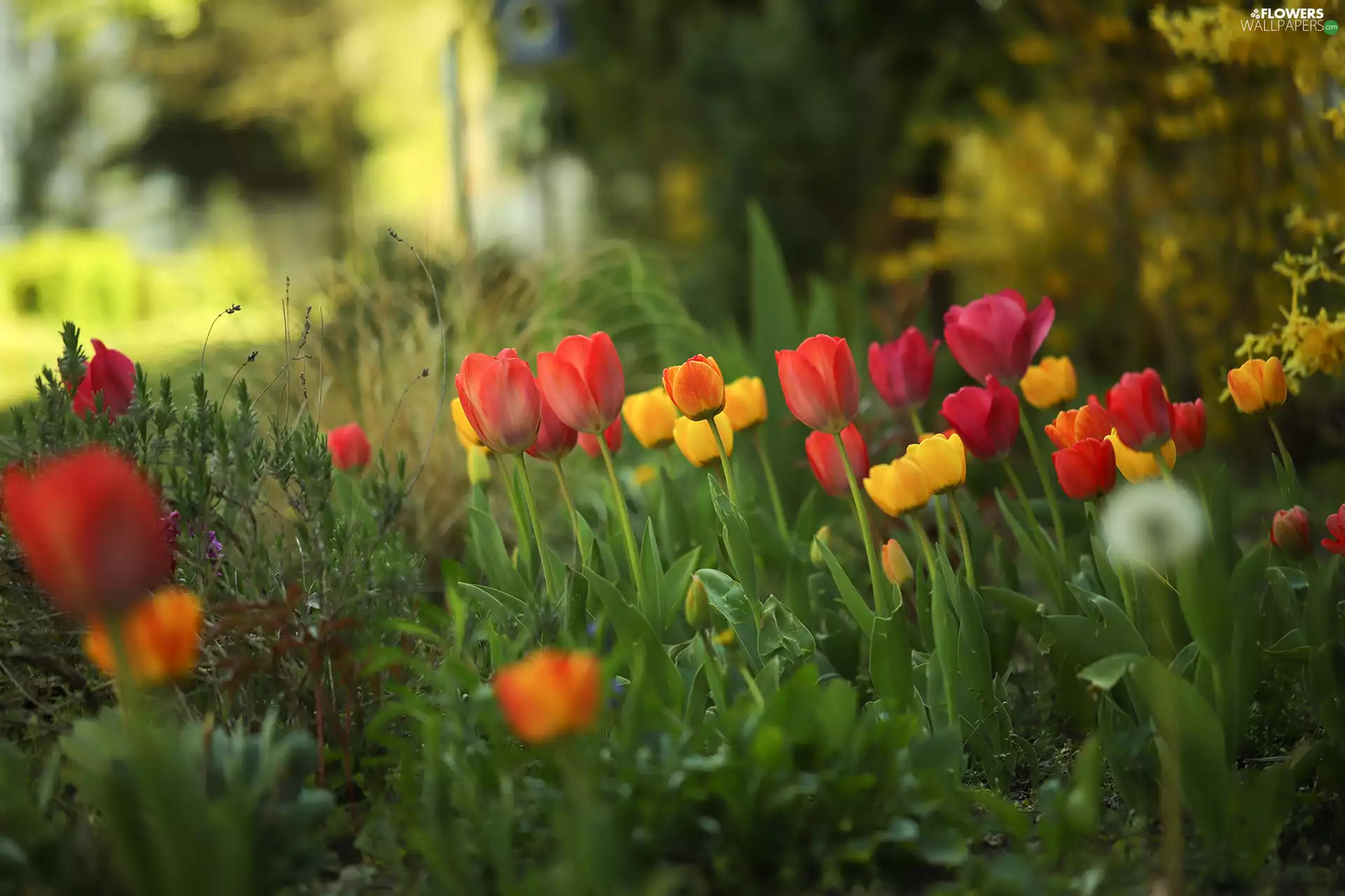 color, Flowers, grass, Tulips