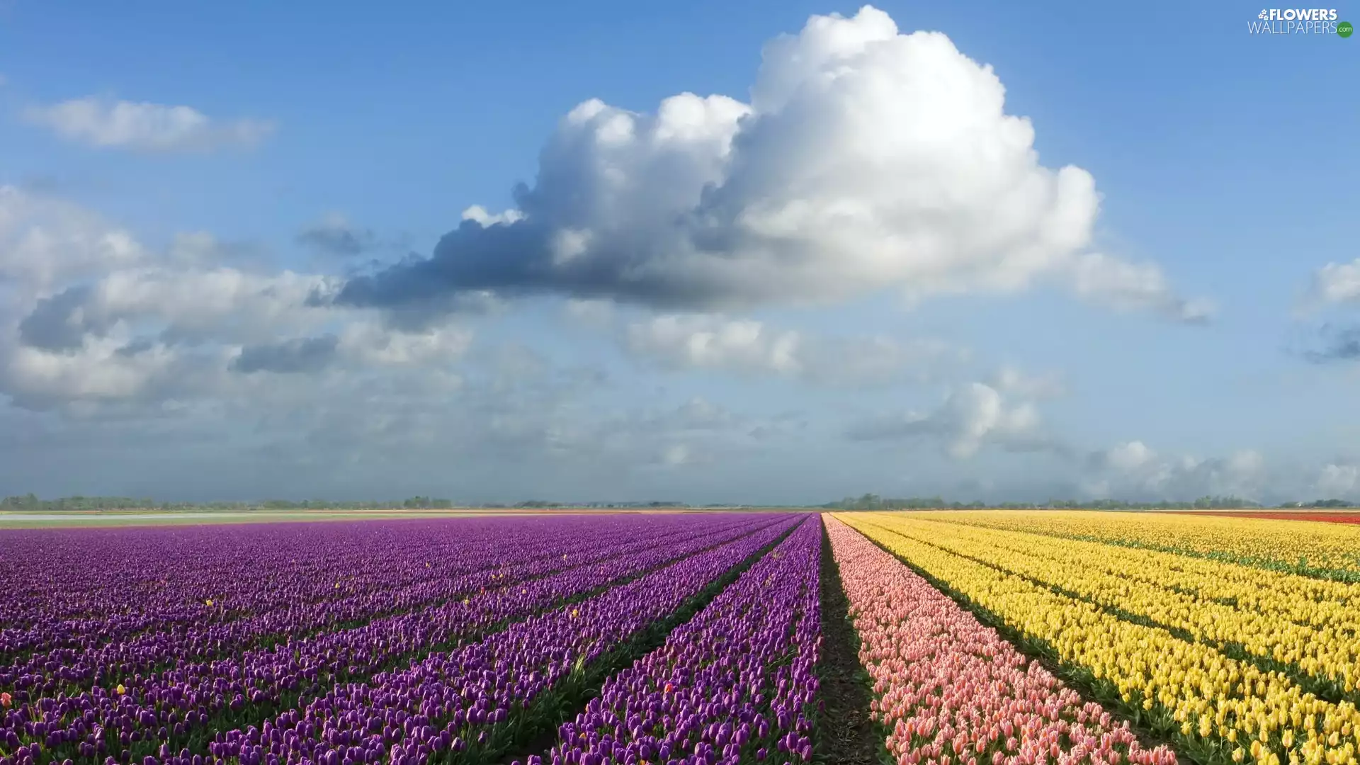 tulips, Field, Colorful