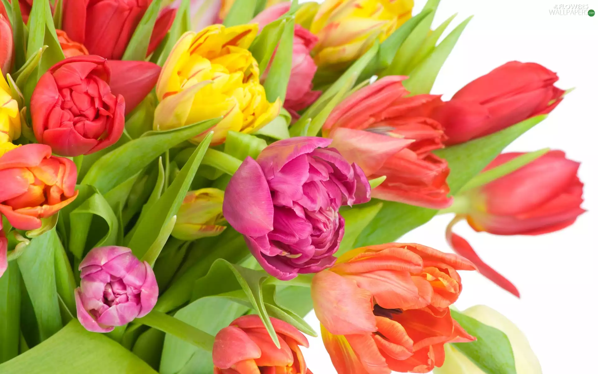 tulips, different, colors