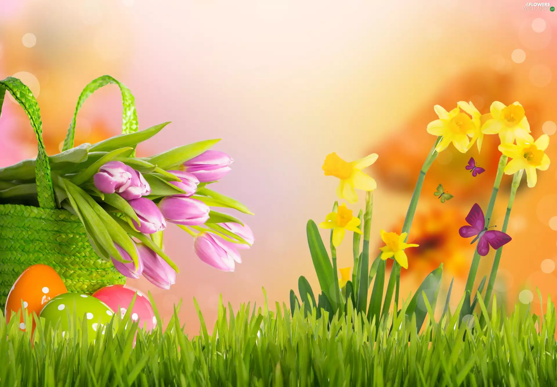 Easter, Daffodils, Tulips, eggs