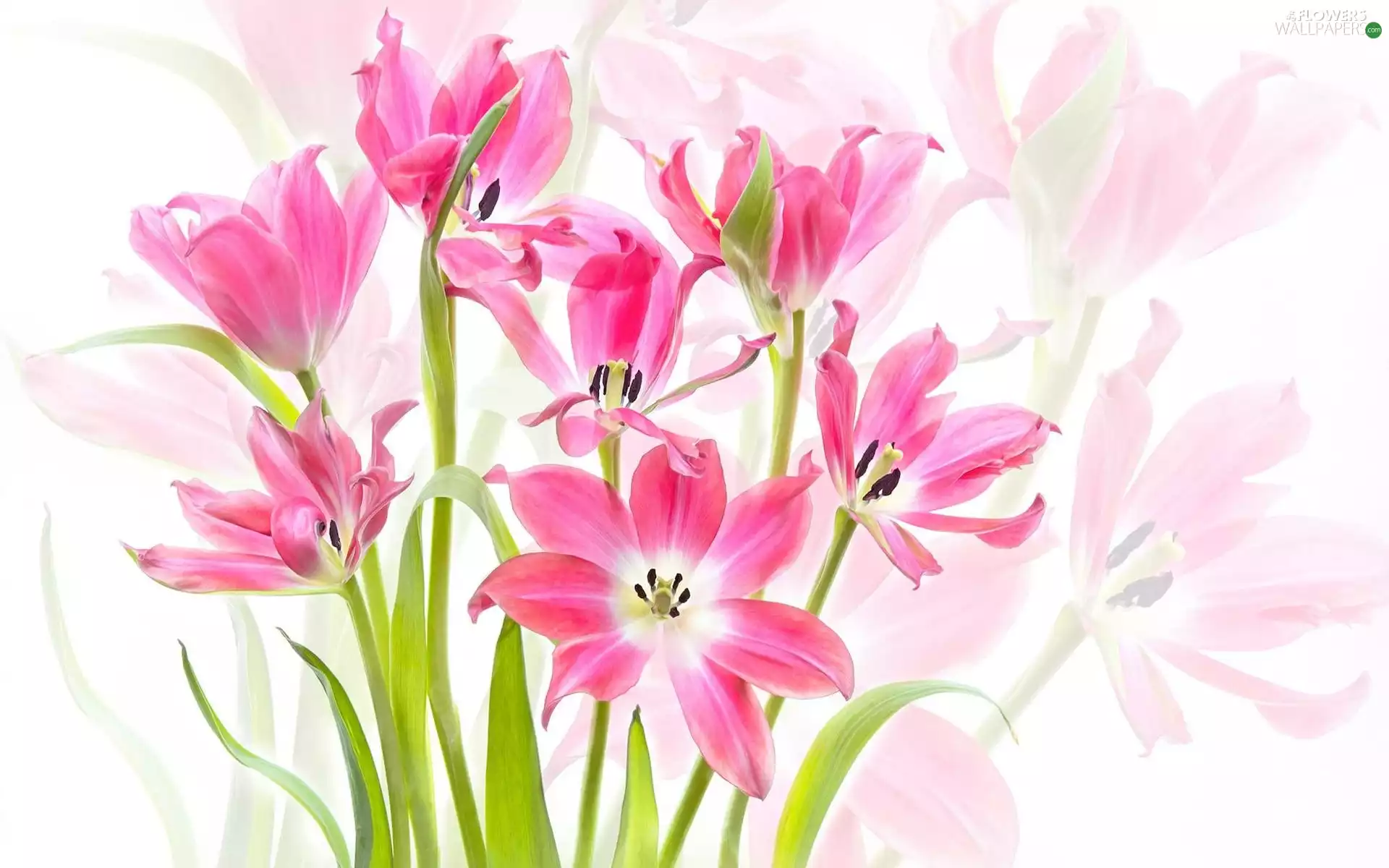 fades, Pink, blur, Tulips